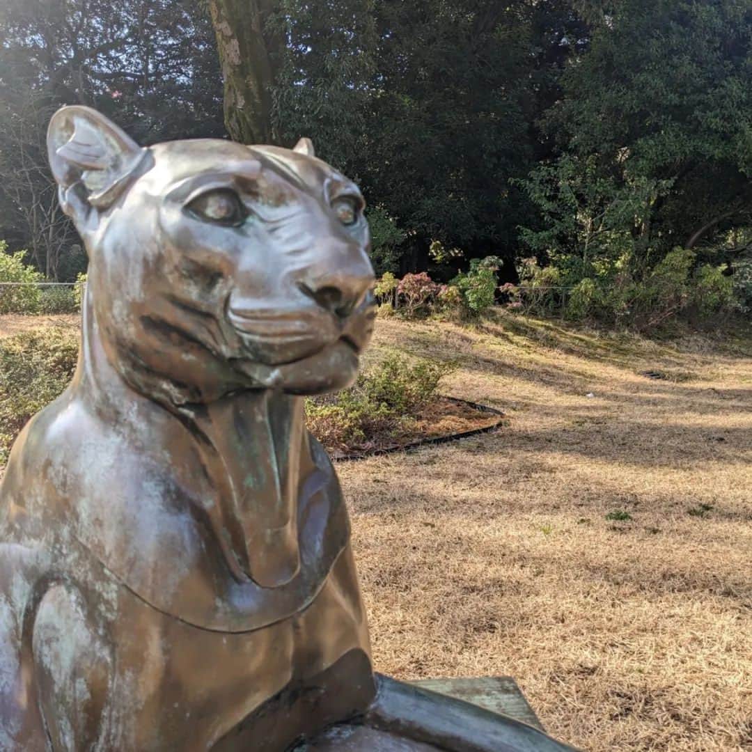 東京都庭園美術館さんのインスタグラム写真 - (東京都庭園美術館Instagram)「【野外彫刻がピカピカになりました✨】 新館の近くにあるエドゥアール・サンドの《座る豹》がメンテナンスを終えて、とても綺麗になりました。 新館にお越しの際は、ぜひお近くで見てみてください。  #東京都庭園美術館 #旧朝香宮邸 #邸宅の記憶展 #邸宅の記憶 #アールデコ #建物公開 #建築 #東京 #ボンボニエール #和装 #tokyometropolitanteienartmuseum #teienartmuseum #artdeco #architecture #tokyo」4月17日 17時21分 - teienartmuseum