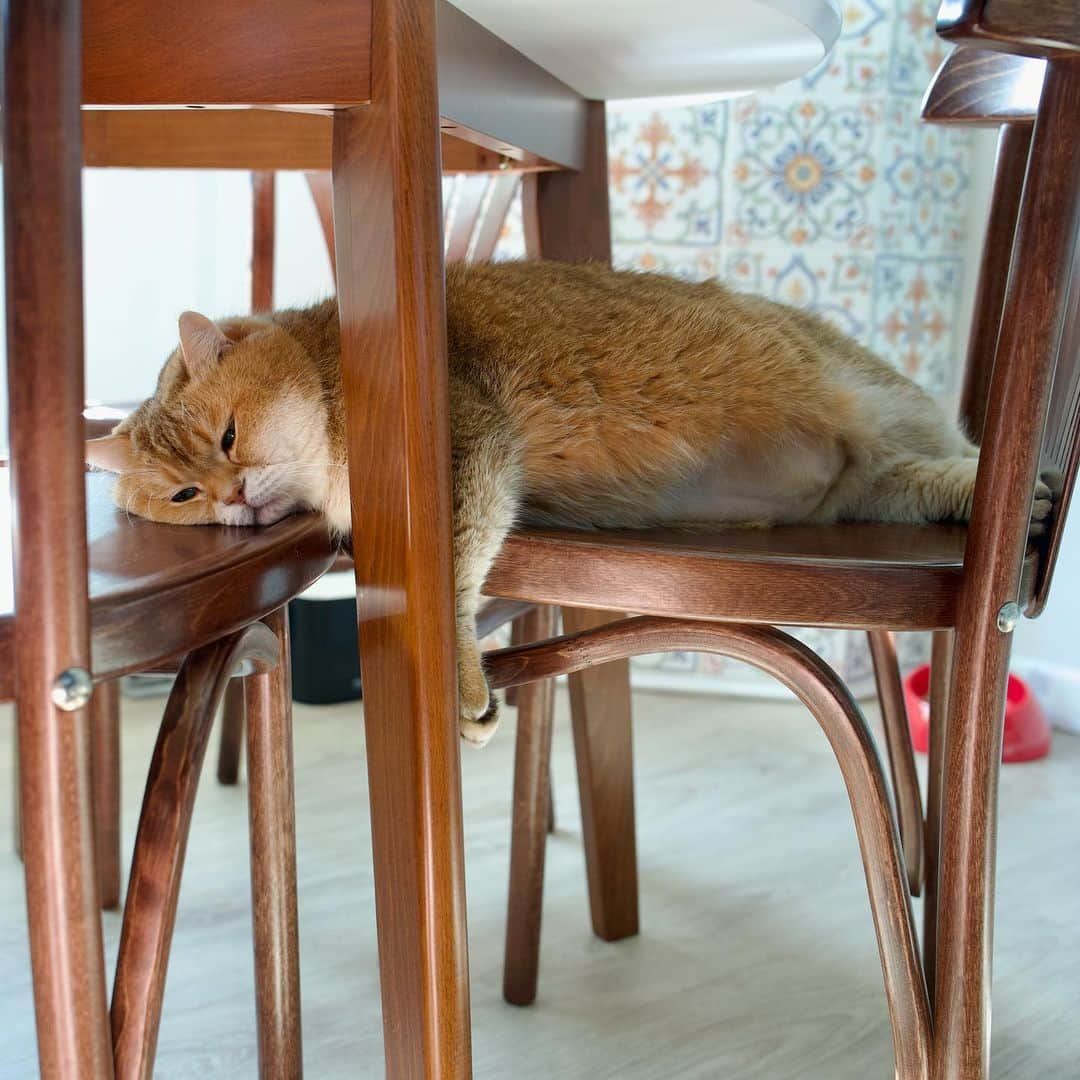 Hosicoさんのインスタグラム写真 - (HosicoInstagram)「How to sit on two chairs 🪑🪑」4月17日 17時42分 - hosico_cat