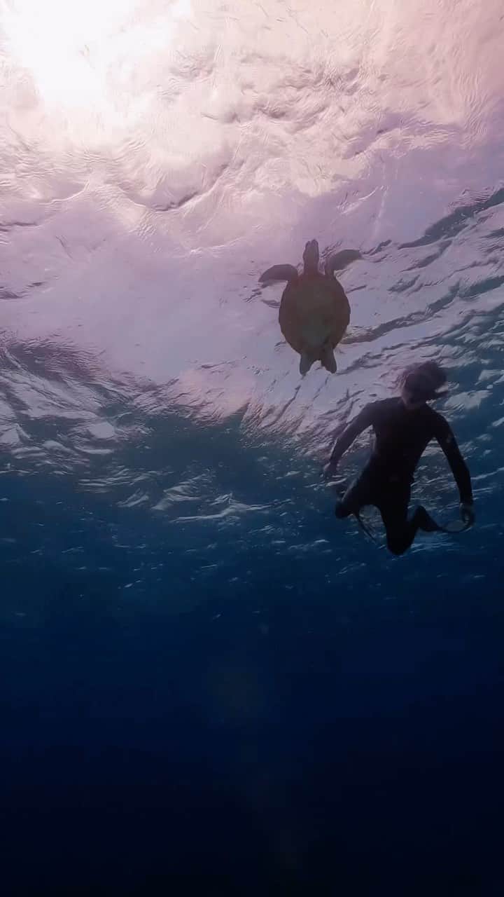 馬場裕之のインスタグラム：「#宮古島 #海亀 #seaturtle #miyakojima #skindiving」