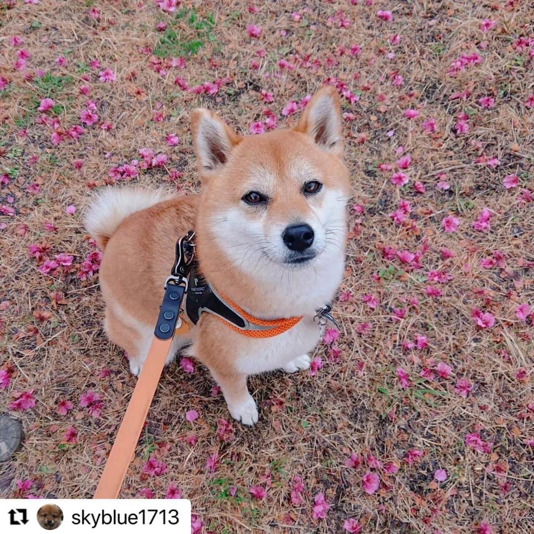 のインスタグラム：「#Repost @skyblue1713 さんのナルちゃん。  桜の絨毯でポーズ🌸  毎日お散歩が楽しくなるね🥰  ハッシュタグ #いぬのきもち #ねこのきもち に投稿いただいた可愛い写真をご紹介しています！ 「いぬのきもちWEB　MAGAZINE」、「ねこのきもちWEB MAGAZINE」でもご紹介させていただくことも！  -------------------  .  #いぬ #いぬすたぐらむ #いぬのいる暮らし #いぬのきもち #いぬ好き #犬 #犬好きさんと繋がりたい #犬のいる生活 #犬と暮らす #犬好き #dog #dogsofinstagram #dogstagram  #柴犬」