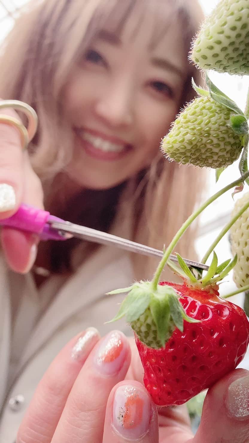 のインスタグラム：「2023.04.08 湯沢旅🍓🍜🌭🏨 エンゼルグランディア越後中里→肉の大久保→IRORIカフェ鈴木農場（GALA湯沢）→湯沢いちご村→越後維新 関ちゃんと食べまくりツアーw」