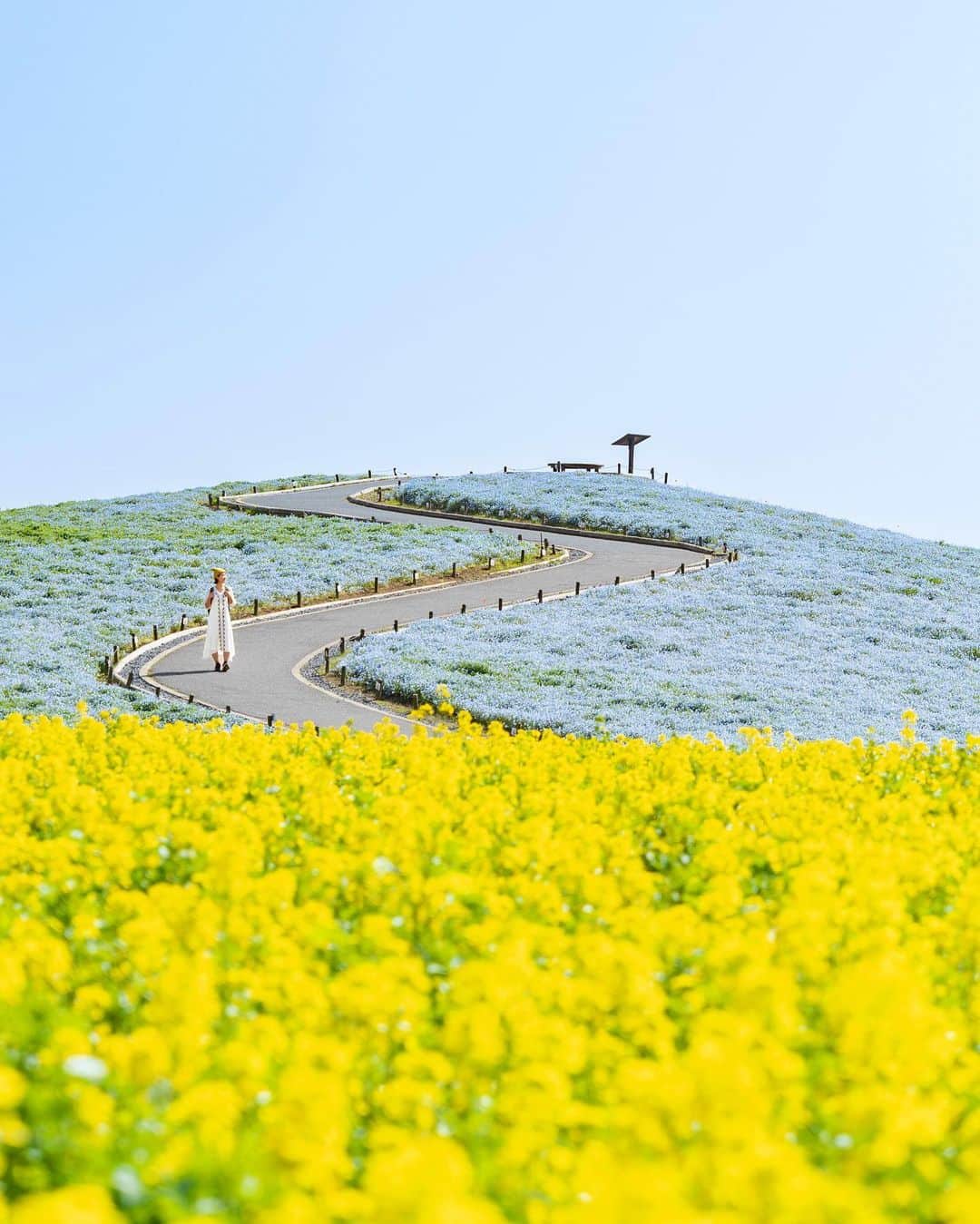 詩歩さんのインスタグラム写真 - (詩歩Instagram)「📷 13rd April 2023   📍Hitachi Seaside Park , Ibaraki Japan / 茨城県 国営ひたち海浜公園 @hitachikaihin   青色の絨毯と黄色の絨毯。#国営ひたち海浜公園 では、ネモフィラの花畑の隣に菜の花も咲いていて、同時期に見頃を迎えます🌼  青一色の世界もステキだけど、菜の花ごしに見るネモフィラも、また格別👏2023年の見頃情報は2つ前にUPしてるのでそちらを見てね！  茨城県の写真はこのタグでまとめています / Photos of this area can be found in this tag.→ #shiho_ibaraki   Blue carpet and yellow carpet. At the National #HitachiSeasidePark , rape blossoms are also in bloom next to the nemophila fields, and they are at their best at the same time of year. The blue world is beautiful, but the nemophila seen through the rape blossoms is also very special! The latest information on the best time to visit in 2023  is already posted two posts ago, so please take a look at that.  ©︎Shiho/詩歩」4月17日 18時11分 - shiho_zekkei