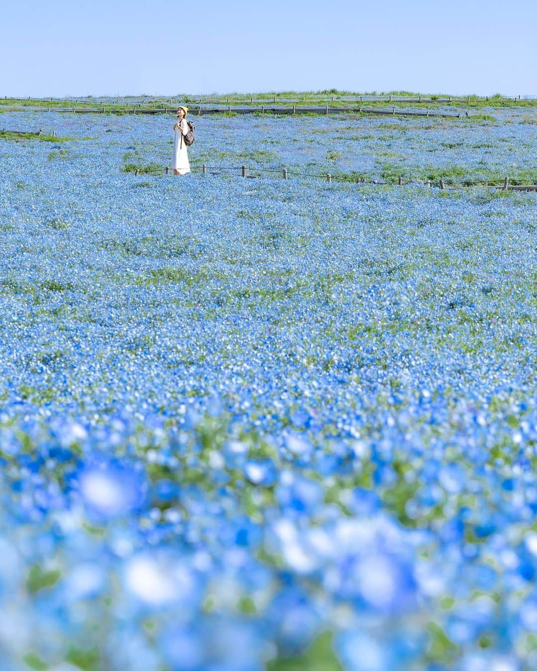 詩歩のインスタグラム：「📷 13rd April 2023   📍Hitachi Seaside Park , Ibaraki Japan / 茨城県 国営ひたち海浜公園 @hitachikaihin   青色の絨毯と黄色の絨毯。#国営ひたち海浜公園 では、ネモフィラの花畑の隣に菜の花も咲いていて、同時期に見頃を迎えます🌼  青一色の世界もステキだけど、菜の花ごしに見るネモフィラも、また格別👏2023年の見頃情報は2つ前にUPしてるのでそちらを見てね！  茨城県の写真はこのタグでまとめています / Photos of this area can be found in this tag.→ #shiho_ibaraki   Blue carpet and yellow carpet. At the National #HitachiSeasidePark , rape blossoms are also in bloom next to the nemophila fields, and they are at their best at the same time of year. The blue world is beautiful, but the nemophila seen through the rape blossoms is also very special! The latest information on the best time to visit in 2023  is already posted two posts ago, so please take a look at that.  ©︎Shiho/詩歩」