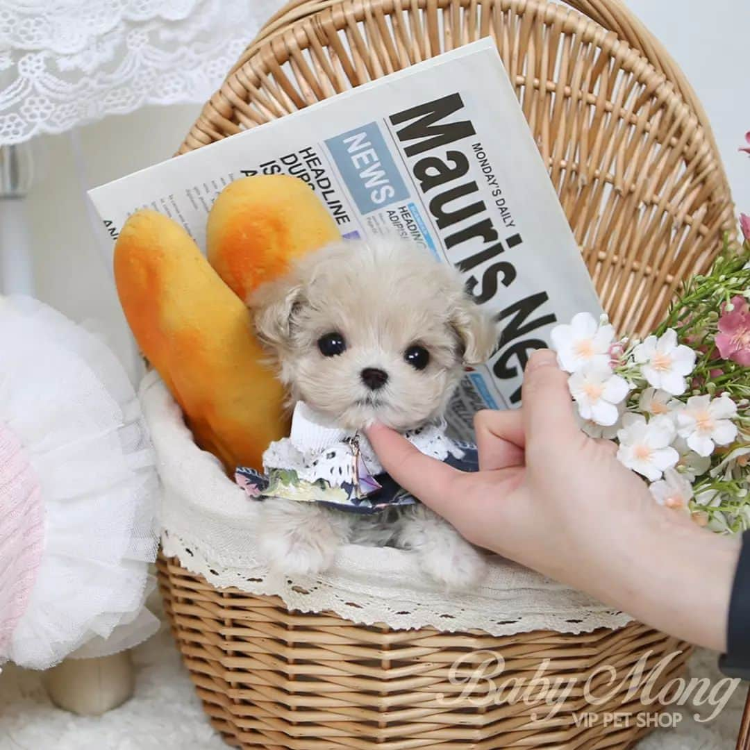 さんのインスタグラム写真 - (Instagram)「(베이비몽영등포) 정말 작고 예쁜 미니 말티푸! 말티푸 호박입니다~ 사랑스러운 호박이 궁금하신 분들은 베몽 영등포점으로 오세요! . . (BabymongYeongdeungpo) A tiny and pretty mini maltipoo! Maltipoo Hobak~ If you're curious about a lovely Hobak, Please send DM to our BabyMong instagram!! . . 저희는 다양한 강아지를 소유하고있으며, 강아지의 외모와 건강에 최선을 다하고 있습니다. We own each and every puppy in hand We only offer the best in appearance and health  . . 베이비몽은 11년동안 운영한 믿을 만한 펫샵으로 많은 한류스타, k팝스타, 셀럽들이 선택한 곳입니다 미니 사이즈,명품견 전문으로  해외,국내에서 이미 유명하며  단 한건의 사고 없이 지금까지 운영해 왔습니다  당신이 원하는 강아지가 있다면 언제든지 연락주세요!!  BabyMong is a  reliable pet shop that has been operating in Korea for 11 years. Many K-pop stars, Korean wave stars, and celebrities chose BabyMong. We are specialize in selling mini-cup-sized puppies. We sent many puppies abroad for a long time. And the puppies have been transported safely without a single accident.  Feel free to contact me if you are interested. . . 🇰🇷서울 영등포 본점: 010 8325 0086 영업등록번호: 110111-7609071 주소: 서울시 영등포구 영중로23 대표번호: 1688-4386 📞  text Instagram☎+82-10-2214-0186 Whatsapp +82-10-2214-0186 Wechat babymongoverseas Email : babymongkorea@gmail.com Dm : 📩 Please direct message call me BABYMONG Main Kakao talk ID : babymongkorea . . #말티푸#미니말티푸#말티푸스타그램 #말티푸입양#말티푸분양#말티즈#푸들 #애견#멍스타그램#강아지 #반려견#귀여운강아지#애견분양 #강아지분양#서울애견#베이비몽 #maltipoo#poodle#maltese#teacuppuppy #maltipooofinstagram #maltipoopuppy #puppy#puppies#cute#dogstagram #puppyforsale#koreanpuppy」4月17日 18時39分 - babymong