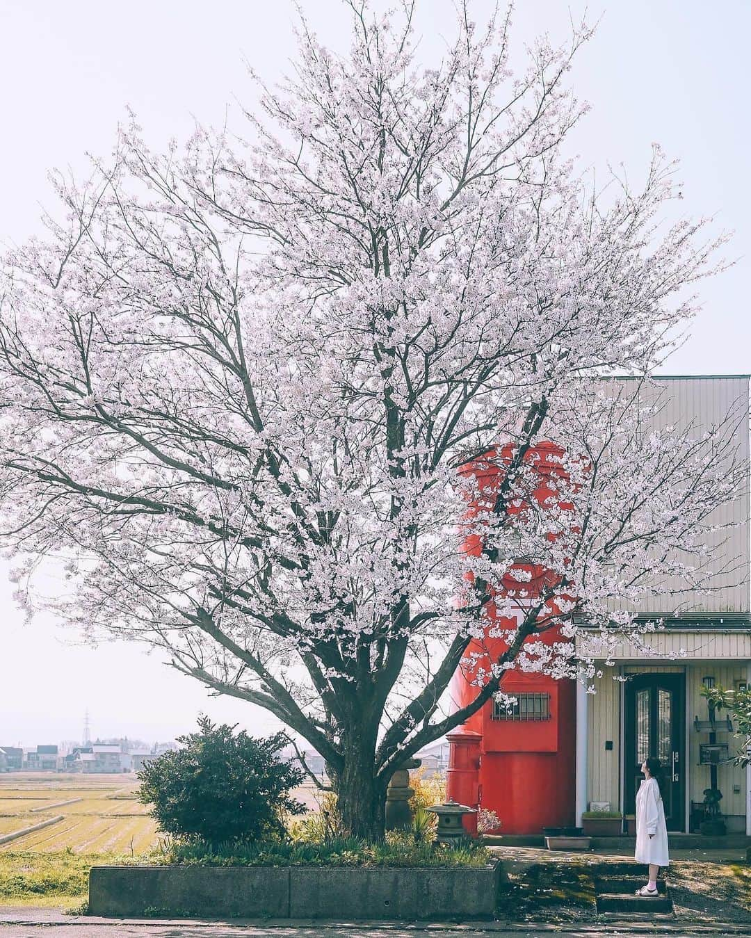 yukiさんのインスタグラム写真 - (yukiInstagram)「#新潟桜スポット #郵便ポストのある風景  ・ ・ __________________________ 日々の撮影記事やコラム更新中！ ・・・・・・・・・・・・・・・ ◉FAN限定サイト◉ https://www.fansnet.jp/sty830 __________________________  #instagram #instagramjapan #bestjapanpics #wonderful_places #hello_worldpics #earthfocus #earthofficial #beautifuldestinations #fantastic_earth #travelanddestinations  #awesomepix #visualambassadors #earthpix #visitjapanjp #travelingthroughtheworld #artofvisuals #bestplacestogo #discoverer #welivetoexplore #tokyocameraclub」4月17日 18時41分 - sty830