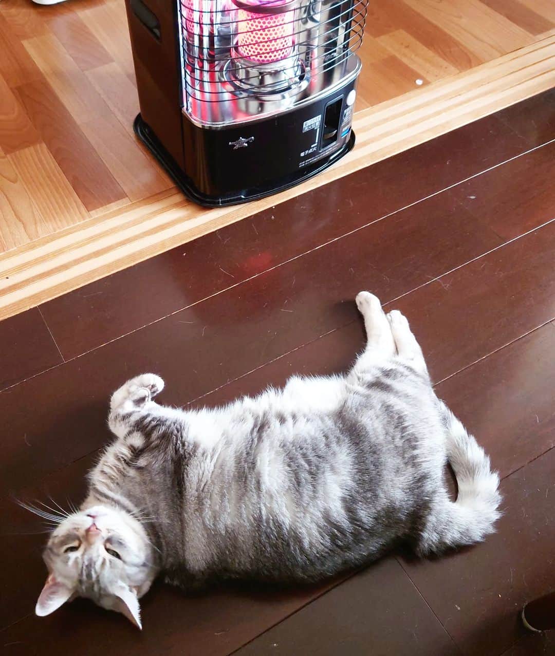 伊勢みずほさんのインスタグラム写真 - (伊勢みずほInstagram)「今日は空気がひんやりしたから小さなストーブをつけたら。。。  これこれ、これにゃー！だってさ🤭  みなさん、寒暖差が大きいので体調管理、なんとか、頑張りましょうね🍀  #シェーン #癒やしの時間 #おうち時間 #おうち時間を楽しもう #猫部 #ねこすたぐらむ #猫がいる暮らし #ねこがすき  #猫道 　#愛してる #伊勢みずほ」4月17日 18時56分 - isemizuhoo
