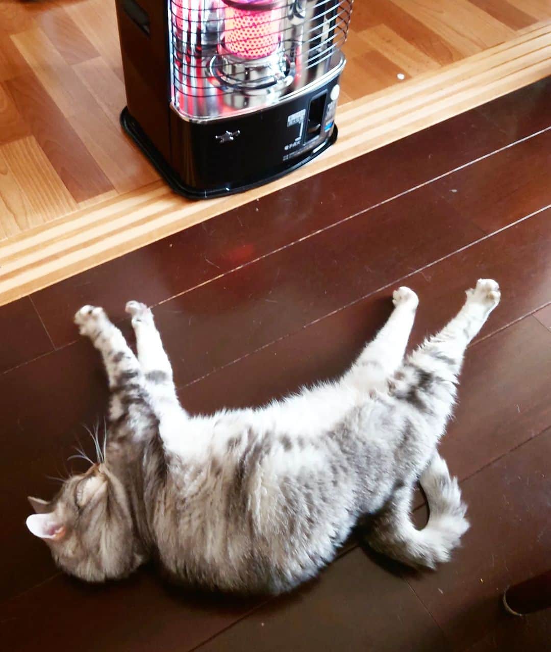 伊勢みずほさんのインスタグラム写真 - (伊勢みずほInstagram)「今日は空気がひんやりしたから小さなストーブをつけたら。。。  これこれ、これにゃー！だってさ🤭  みなさん、寒暖差が大きいので体調管理、なんとか、頑張りましょうね🍀  #シェーン #癒やしの時間 #おうち時間 #おうち時間を楽しもう #猫部 #ねこすたぐらむ #猫がいる暮らし #ねこがすき  #猫道 　#愛してる #伊勢みずほ」4月17日 18時56分 - isemizuhoo