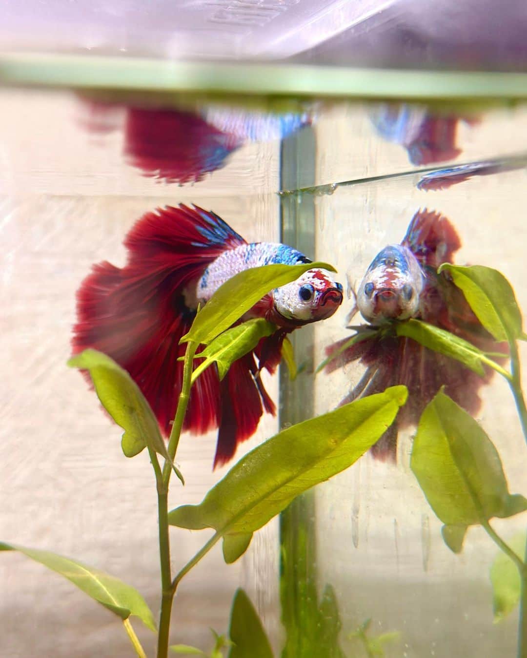 のインスタグラム：「小松🐠  新しい水草の森を投入 水槽の循環器も買い替え 住みやすそうです。  それにしても小松は ヤンキー顔。  𓏸꙳⋆⸜⸜˙ 𓏸꙳⋆⸜⸜˙ 𓏸꙳⋆⸜⸜˙ 𓏸꙳⋆⸜⸜˙ 𓏸꙳⋆⸜⸜˙ 𓏸꙳⋆⸜⸜˙  #ベタ #熱帯魚 #🐠」