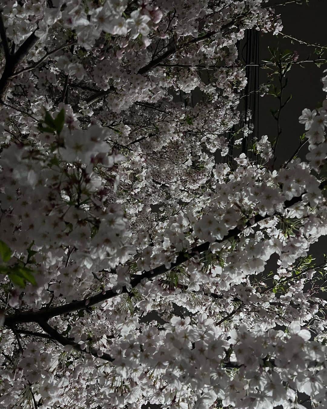 永田凜さんのインスタグラム写真 - (永田凜Instagram)「🥀🥀🥀」4月17日 19時12分 - rin_nagata_official