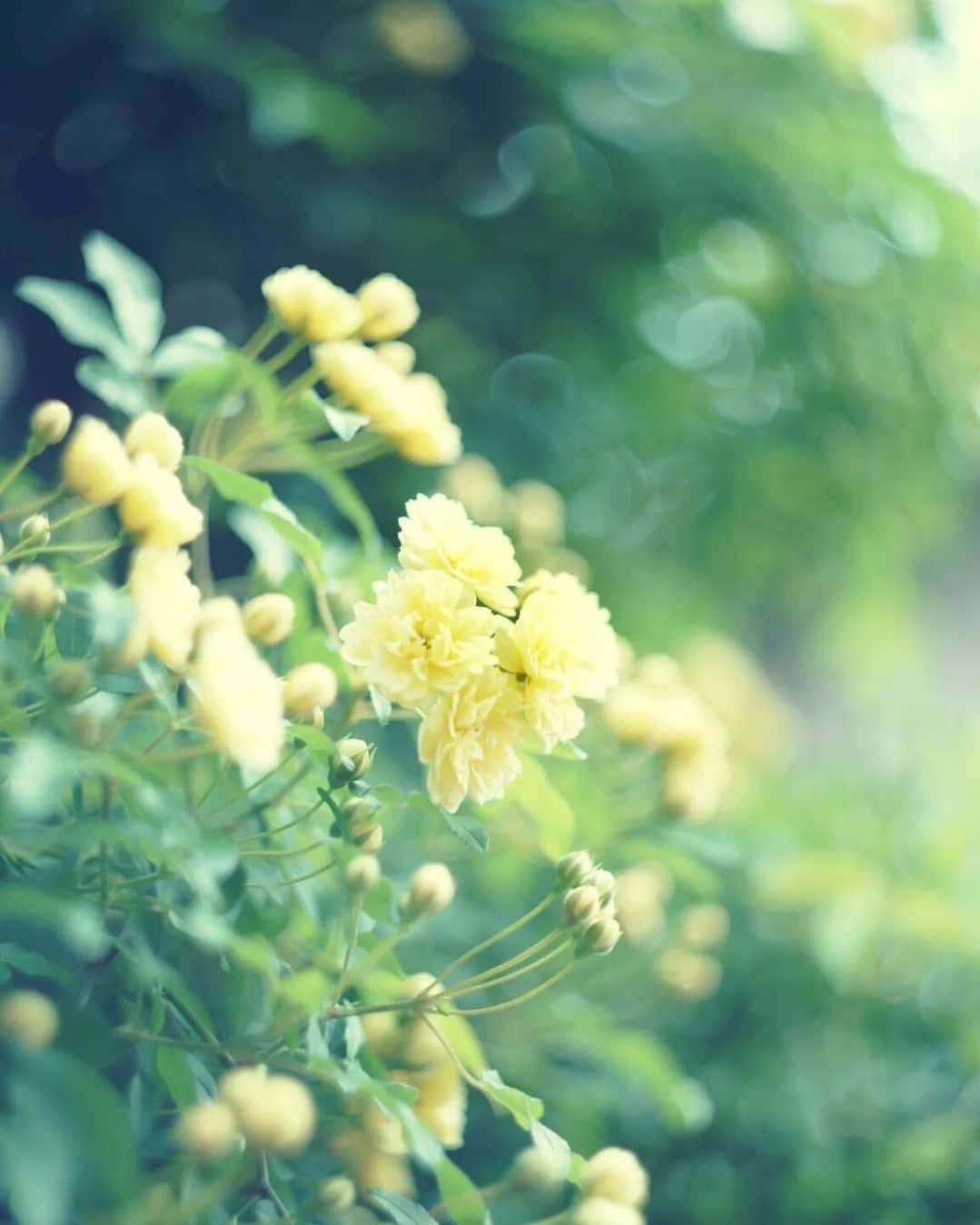 花の写真館のインスタグラム：「Photo by @suuranmam. https://instagram.com/suuranmam/ . Original Post[投稿いただいたURL] https://www.instagram.com/p/Cc9iGKPvKjw/ . 本アカウントは、 #私の花の写真 をつけてInstagramに投稿された皆さまの花の写真や、「花の写真館」Facebookページで投稿された花の写真を紹介します。 「花の写真館」Facebookページは、「 @floral.photograph 」のプロフィールにあるURLからご覧ください。 . ※各種法令、マナー、関係者の指示に従った撮影をお願いします。 *Please ensure that your photography adheres to all relevant laws, etiquette, and instructions issued by authorized persons. ※本アカウントは東京カメラ部がFacebook、Instagramのサービスを利用して運営しているもので、Meta社・Instagramとは一切関係ありません。 . #花の写真館 #floralphotograph #floralphoto #flower #flowers Follow: @floral.photograph」