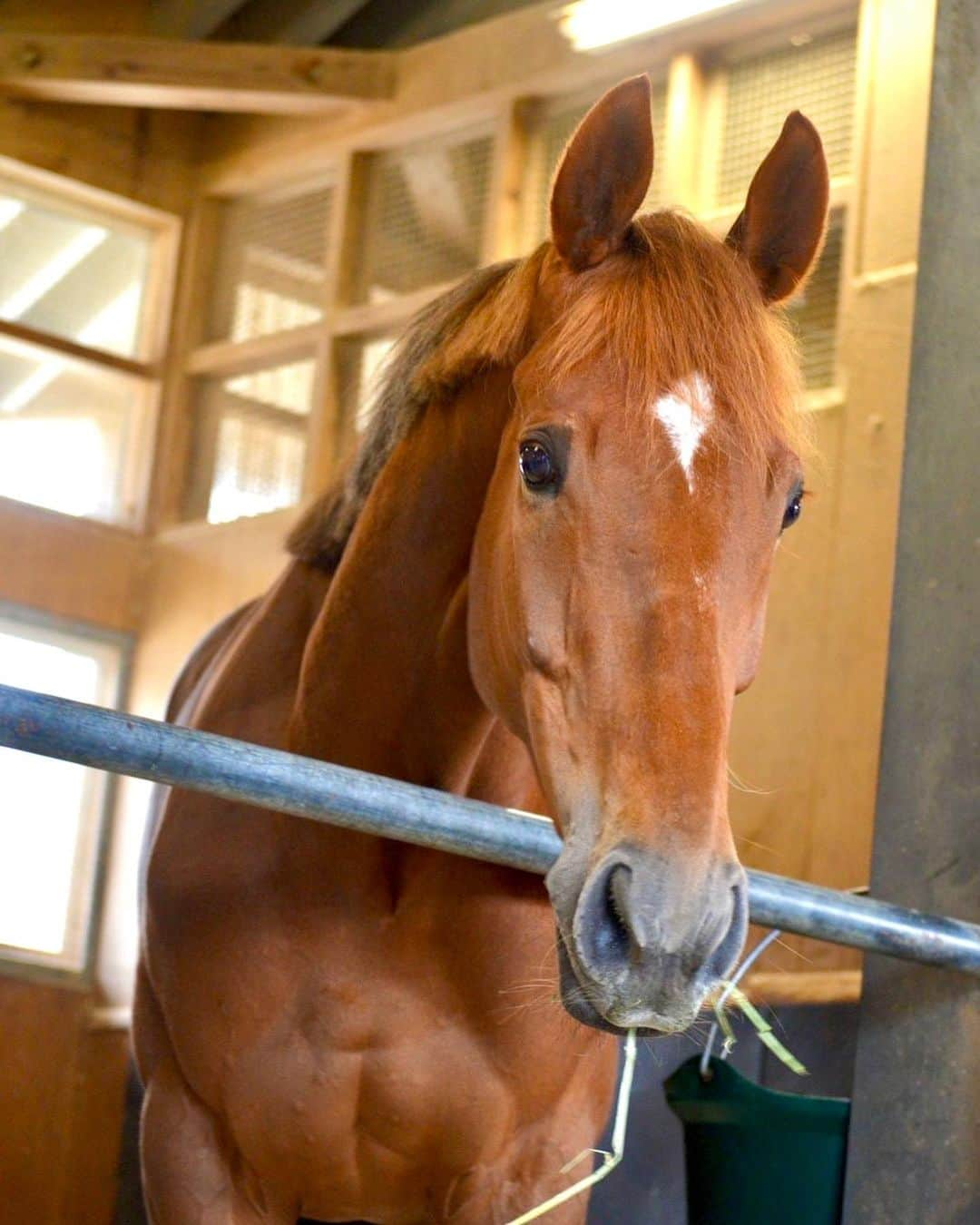 古川奈穂のインスタグラム：「今週は土日共に福島競馬場で騎乗させて頂きました。 先週も乗せて下さった関係者の皆様、応援してくださった皆様、ありがとうございました。  天気が悪かったり風が強かったり、と競馬場にいらっしゃった方も大変だったかと思います😣 競馬場に足を運んでくださったみなさま、ありがとうございました🙇‍♀️  厩舎で記者さんにカメラをお借りして写真を撮る事にハマっています📸 良さが少しでも伝わったら嬉しいです☺️  #福島競馬場   #ステイブルアスク #チェイスザドリーム  #アヴァンタージュ  お眠り #アヴァンタージュ #ラヴェル #フェイト   #矢作厩舎   #うますたぐらむ」