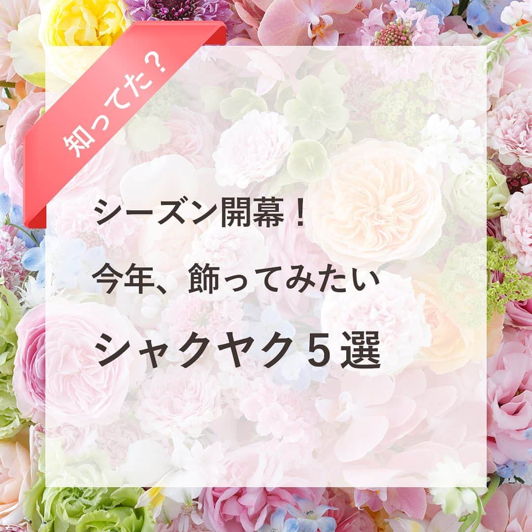 雑誌『花時間』のインスタグラム：「ねっ！出会いましたか？シャクヤクさまに。  花時間（@hanajikan_magazine）です。  私は、さっき商店街のお花屋さんでバッタリと遭遇！　うわわわっ…うかうかしてましたよー😱　もうそんな時期だったとは。  そして、こっそり…指先でつんつんしてしまいました。  指先でもわかる、ちょっと冷たくて、滑らかな感触…。1年ぶりに確かめたシャクヤクの感触でした。  ついこの前まで、チューリップやラナンキュラスがお花屋さんを席巻していたのに、早いですね😅  投稿した5選は独断と偏見に満ちています😅　お気に入りを今年も飾りましょうね！  なお、気まぐれなシャクヤクさまは、堅いつぼみだと咲かずに終わることがあります。  色づいた花びらがしっかり見えているお花を買い求めてくださいね🌸  では、本日もお疲れさまでした。今週も元気smile😊😊😊で頑張りましょう！ byピーターパン  写真　@satomi.ochiai78  中野博安  【花時間ニュース】 💜『花時間』から、花の定期便がスタートしました🥰　世界でここだけのバラと旬花が届く嬉しいサービスです💕  💜『花時間2023秋冬』〈春夏秋冬。季節のリース〉大好評発売中！  💜2023年『花時間』カレンダー絶賛発売中！  💜『花と短歌でめぐる 二十四節気 花のこよみ』大好評発売中  すべて @hanajikan_magazine のプロフィールのリンクから飛べます✈️  『花時間』本誌や書籍は全国の書店、ネット書店でも発売中✨  #花時間 #シャクヤク #しゃくやく #芍薬 #花が好き #花が好きな人と繋がりたい #花を飾る #花を飾る生活 #花屋さんへ行こう」