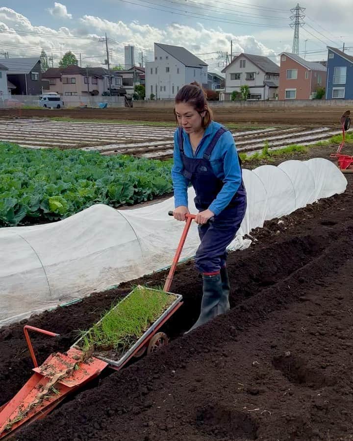 加藤紀子のインスタグラム：「こんな楽しいにも出会えるから やめられない野菜作り。 ネギはずっと手で一本づつ植えてたけど、こんなマシーンがあったとは💡 ひたすらに感動しすぎて、後半斜めにズレました( ˊ̱˂˃ˋ̱ )  そんな畑のお野菜を 23日（日）下北沢ボーナストラックにて販売させていただく事になりました （端境期なので少量です😅）！  @yawn__catering さん企画 「湯気とうつわ」イベント！ この日は手作り惣菜やホカホカ肉まん、レモンケーキなどたまらなく美味しいフード、 「おおおおおお！」と唸る最高の器、 ナチュール🍷もあるとかあって🙏とか。 私はお野菜とカトノリマルシェで作ったオリジナルグッズも持って行こうと思います。  お散歩ついでに お立ち寄り頂けたら嬉しいです😊 （買うぞーな意気込みの方は、お買い物袋持参で🙋‍♀️）  日曜日、下北沢でお待ちしてます！！  #カトノリ農園  #湯気とうつわ #ネギシートとマシーンがあれば #ボーナストラック」