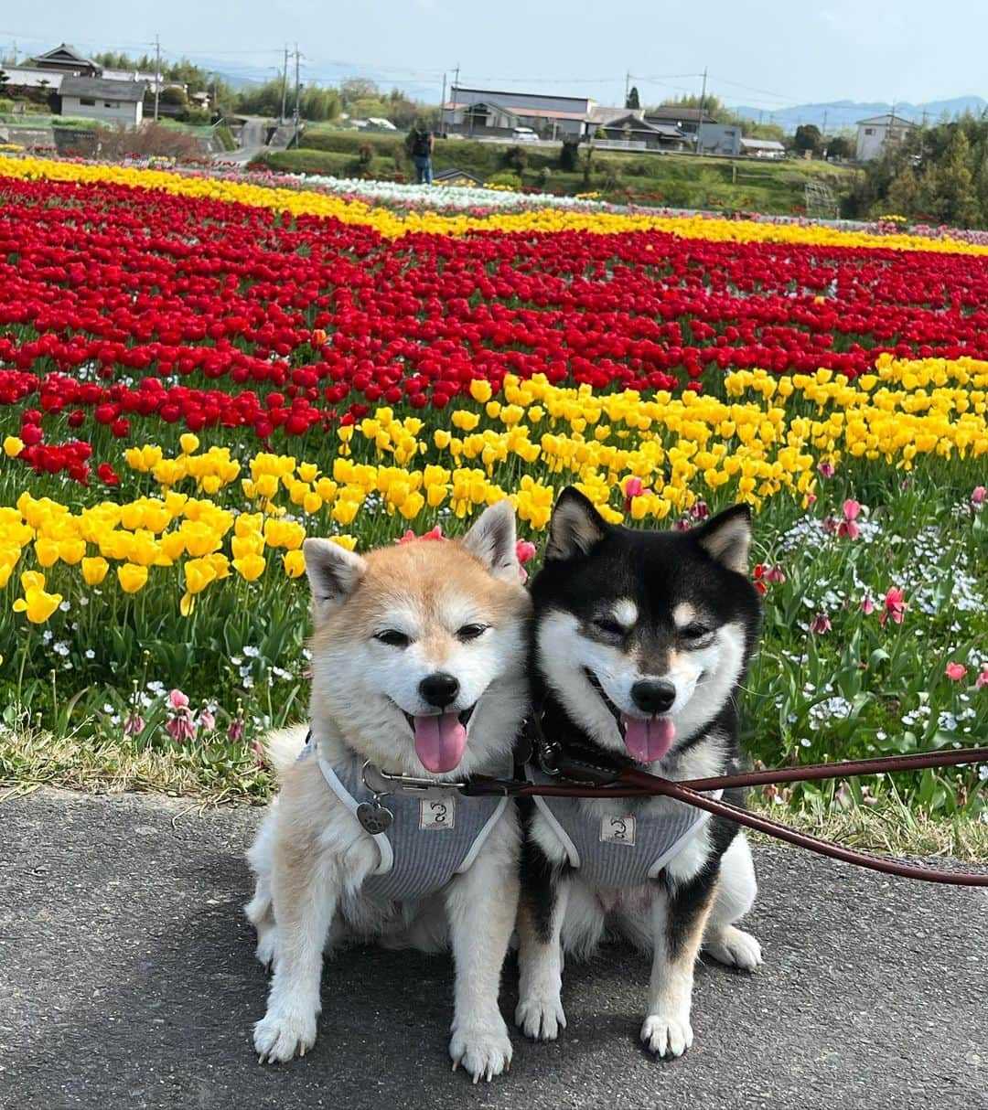 豆柴なつ&ふゆさんのインスタグラム写真 - (豆柴なつ&ふゆInstagram)「Tulip🌷 橋本市の恋のチューリップ畑🌷  #和歌山 #wakayama #チューリップ #tulip #恋のチューリップ畑     #trip  #犬連れ旅行　#旅行 #ワンコと旅行  #shibaaddict #柴 #しばいぬ #シバフル #わんダフォ #shibamania  #柴犬ライフ #shiba_snap  #instashiba#cutedogs  #柴犬#shiba #shibainu #shibastagram #いぬすたぐらむ #pecoいぬ部 #shibainumag_feature #dogoftheday  #🐕📷 #theshibasociety  #proudshibas」4月17日 19時57分 - mameshiba.natsuinu56