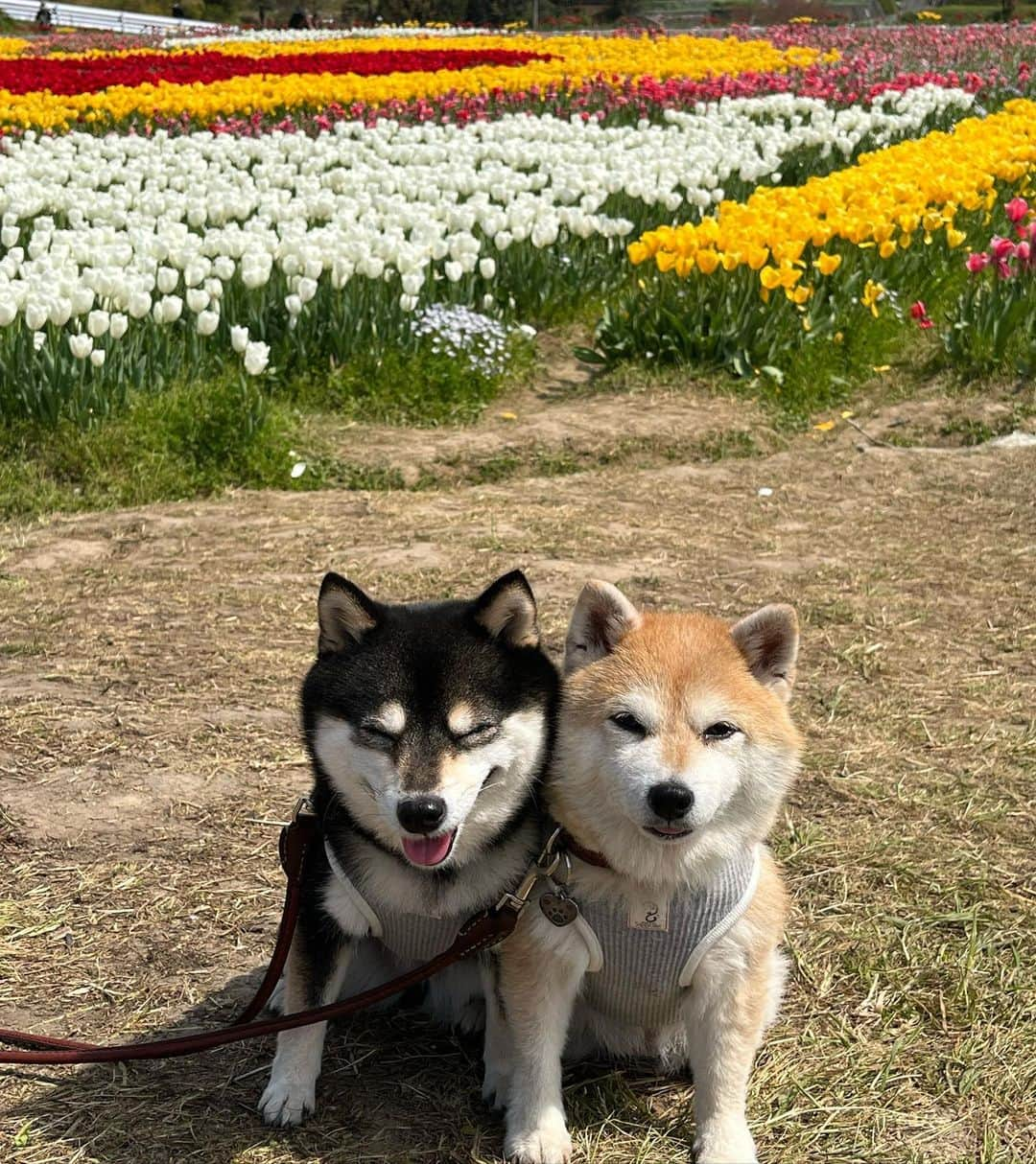 豆柴なつ&ふゆさんのインスタグラム写真 - (豆柴なつ&ふゆInstagram)「Tulip🌷 橋本市の恋のチューリップ畑🌷  #和歌山 #wakayama #チューリップ #tulip #恋のチューリップ畑     #trip  #犬連れ旅行　#旅行 #ワンコと旅行  #shibaaddict #柴 #しばいぬ #シバフル #わんダフォ #shibamania  #柴犬ライフ #shiba_snap  #instashiba#cutedogs  #柴犬#shiba #shibainu #shibastagram #いぬすたぐらむ #pecoいぬ部 #shibainumag_feature #dogoftheday  #🐕📷 #theshibasociety  #proudshibas」4月17日 19時57分 - mameshiba.natsuinu56