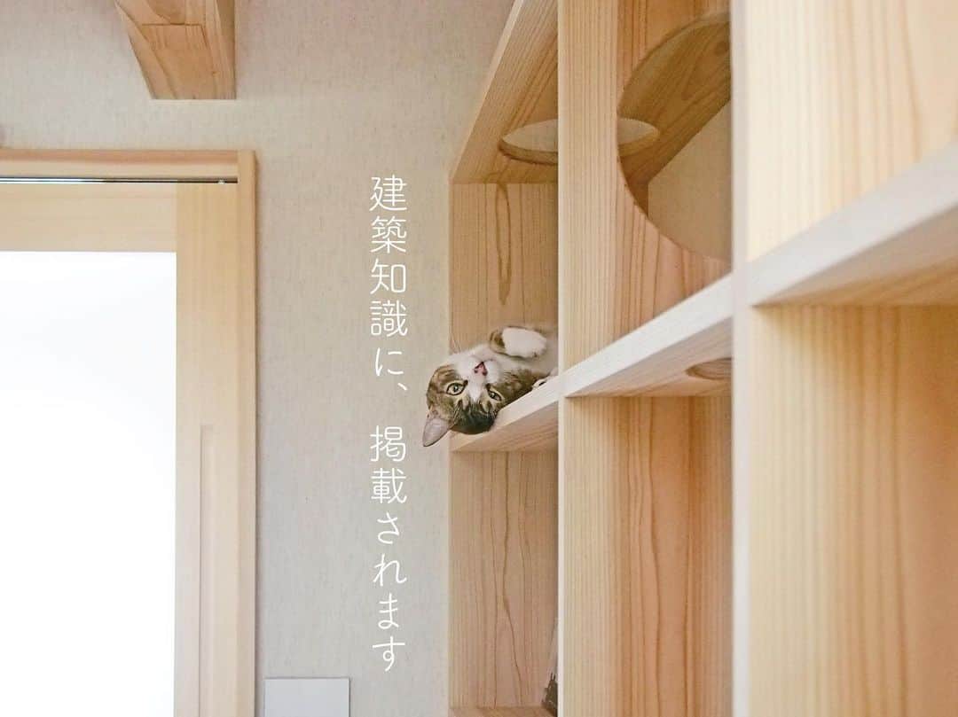 シーエッチ建築工房 さんのインスタグラム写真 - (シーエッチ建築工房 Instagram)「* 2019年竣工「猫たちと暮らす木の家」 2022年竣工「猫たちと暮らす家」 こちらの２棟が【建築知識５月号】に 掲載されることになりました！ ⠀⠀⠀⠀⠀⠀⠀⠀⠀⠀⠀⠀ お引渡しからの ねこたちの暮らしの様子。 設計上の工夫などが図面と共に ご紹介される予定です。 ⠀⠀⠀⠀⠀⠀⠀⠀⠀⠀⠀⠀ かわいい仕草に、きゅん。 ⠀⠀⠀⠀⠀⠀⠀⠀⠀⠀⠀⠀ お施主様が家づくりのとき 猫たちと暮らす家を作るために 参考にされた本が、この「建築知識」。 ⠀⠀⠀⠀⠀⠀⠀⠀⠀⠀⠀⠀ 今度は掲載されることで 誰かの役に立つことがうれしいと 話していただけました。 わたしたちも、嬉しいです。⠀⠀⠀⠀⠀⠀⠀⠀⠀⠀⠀⠀ ⠀⠀⠀⠀⠀⠀⠀⠀⠀⠀⠀⠀ ──────────── 株式会社シーエッチ建築工房 兵庫県宝塚市仁川台76番地 0798-52-8863 https://www.ch-wood.co.jp ──────────── @ch_kenchiku @ch_namie.takarazuka @ch_watanabe ⠀⠀⠀⠀⠀⠀⠀⠀⠀⠀⠀⠀ ⠀⠀⠀⠀⠀⠀⠀⠀⠀⠀⠀⠀ #シーエッチ建築工房 #木の家 #家づくり #注文住宅 #新築 #リノベーション #住まい #暮らし #日々のこと #マイホーム ⠀⠀⠀⠀⠀⠀⠀⠀⠀⠀⠀⠀ #宝塚市 #西宮市 #三田市 #川西市 #伊丹市 #三木市 #豊中市 #高槻市 #吹田市 #神戸市 #工務店 #自然素材 #暮らしを楽しむ #猫  #家が好き #パッシブデザイン #丁寧な暮らし #猫のいる暮らし #ねこすたぐらむ #ねこのいる生活」4月17日 19時51分 - ch_kenchiku