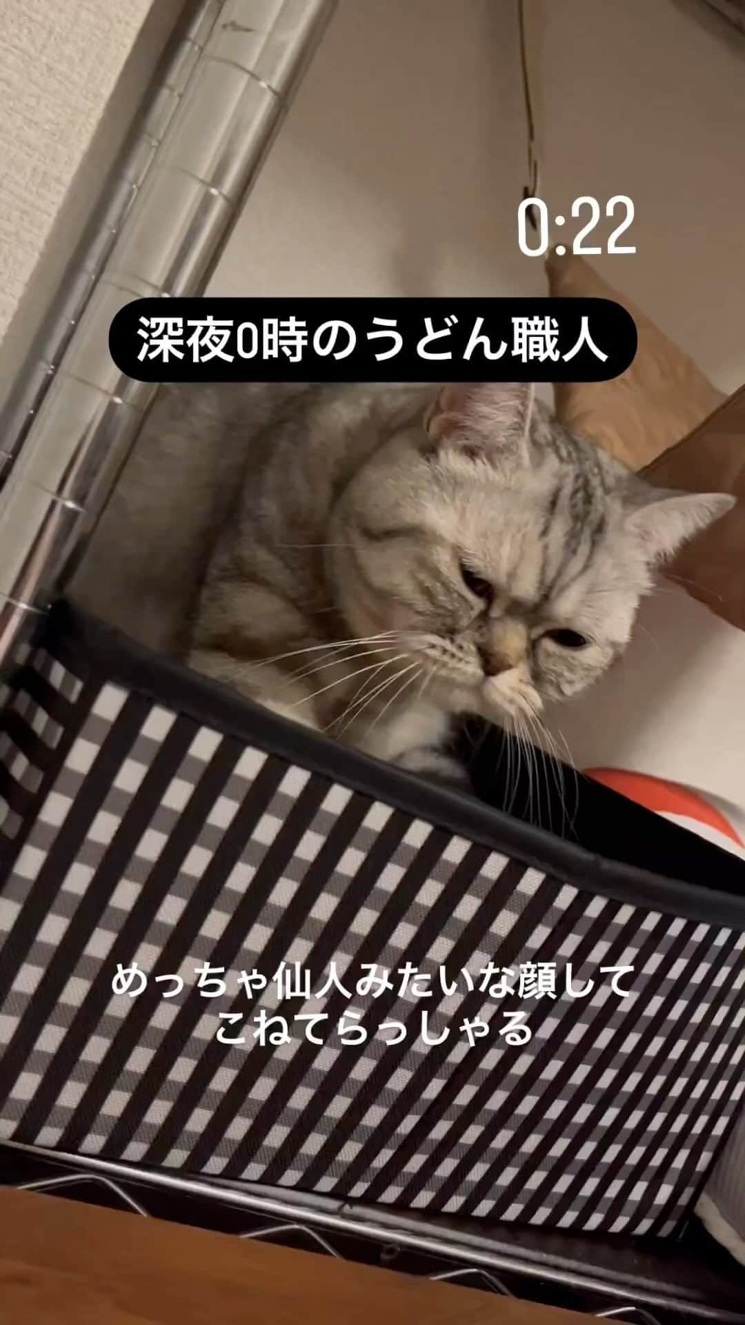 猫壱（ねこいち•ネコイチ）のインスタグラム：「何の中でふみふみしてるか、みんにゃわかりますか😁？  @mel_tono_kurashi さん お写真をありがとうございました😊 お写真の商品は　ポータブルトイレ　でした🐈  :::::::::猫壱 :::::::   猫壱商品を使ってくれている写真や動画に【猫壱写真館】のハッシュタグをつけてポストしてください✨  猫壱SNSなどでリポスト・紹介されるかも？！  猫壱HPにも掲載されるチャンスも🥺  ぜひ皆さんハッシュタグをつけてポストしてくださいね🥺    @necoichicojp のハイライトから応募要項をチェックして是非ご応募くださいね❤   Reproduction is  prohibited.  ...........................................................................  #猫壱写真館  #猫壱 #necoichi #猫好きさんとつながりたい  ...........................................................................」