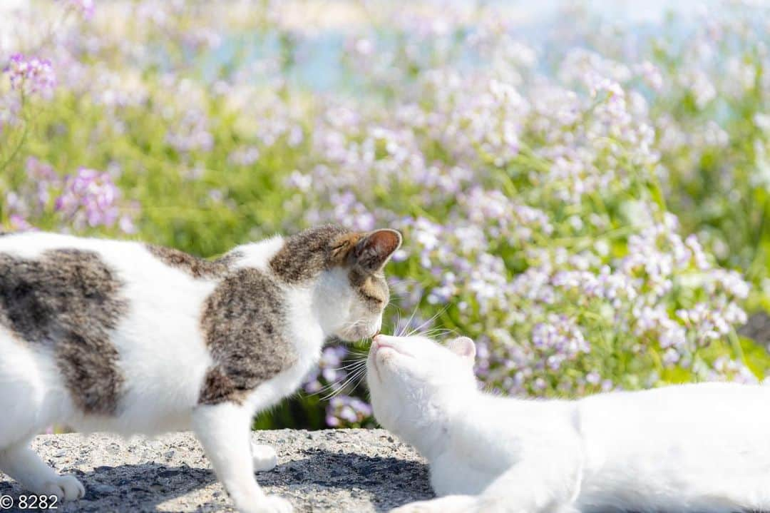 8282さんのインスタグラム写真 - (8282Instagram)「お花畑 ・ ・ #ハマダイコン #カワイイだけが猫じゃない #cat#animal#gato #ねこ#猫#東京カメラ部 #IGersJP#nekoclub#NEKOくらぶ #catlover#catloversclub #写真撮ってる人と繋がりたい ・ ☆非演出のススメ☆」4月17日 20時08分 - haniyan0821