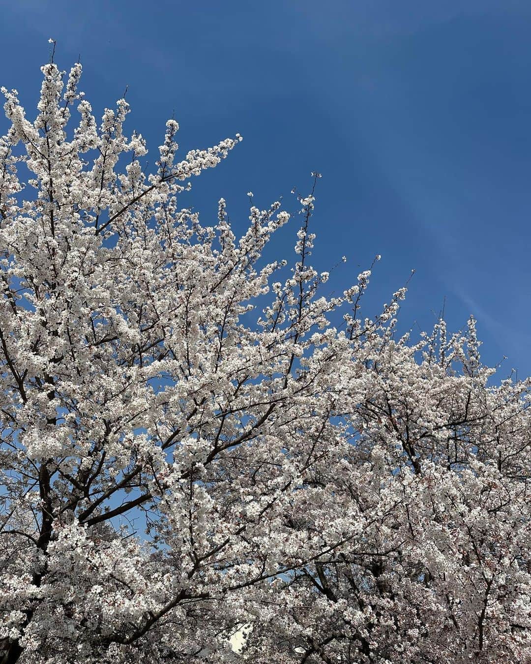 𝐓𝐒𝐔𝐊𝐀𝐒𝐀さんのインスタグラム写真 - (𝐓𝐒𝐔𝐊𝐀𝐒𝐀Instagram)「. とにかくどっか連れて行ってってお願いした日🚗💨笑  桜満開で天気良くて気持ちよかった〜🌸  @searoomlynn_official のトップスシンプルやけどバックオープンのデザインかわいい🫶🏼 . .」4月17日 20時12分 - tsukasa_xoxo