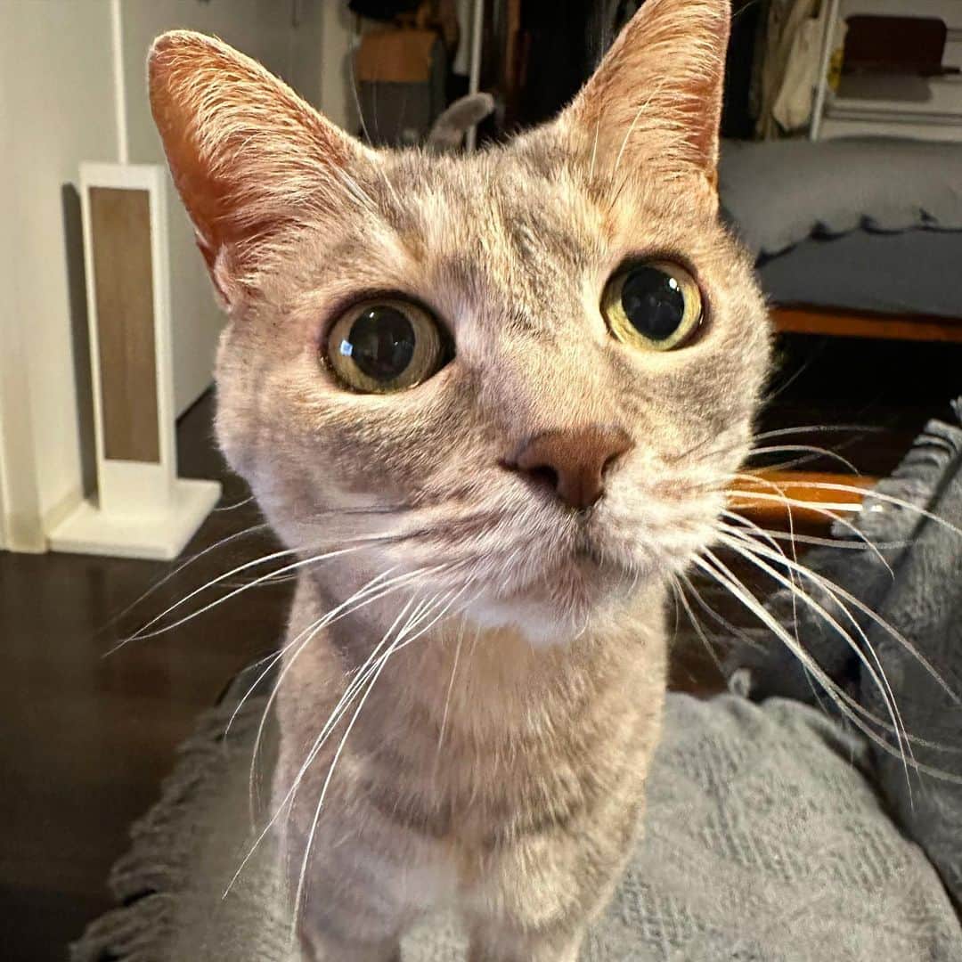 モアレ & クリエのインスタグラム：「目が合ったらすぐ来るクリエ。「なになにー？」の顔。  #モアクリ #moacrie #ねこ #猫 #cat #catsagram #ねこすたぐらむ #にゃんすたぐらむ #猫のいる暮らし #ねこのいる生活」