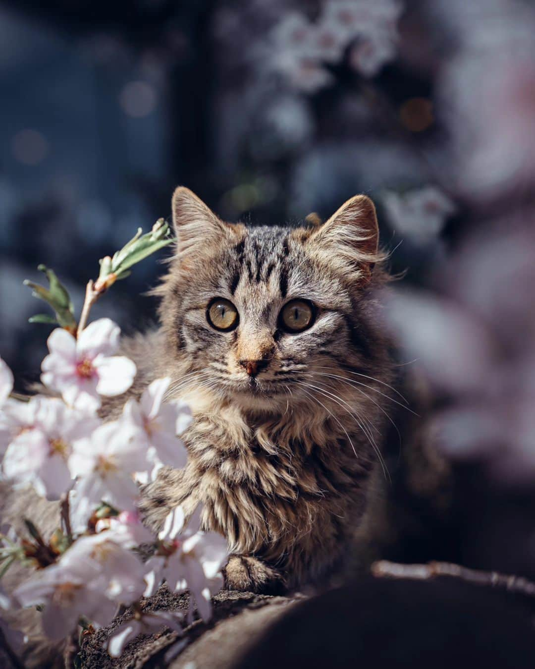 deepskyさんのインスタグラム写真 - (deepskyInstagram)「Sakura in Japan / 日本の桜 . . 1 Fuji Yoshida / Yamanashi  2 Gion / Kyoto 3 Mitoyo / Kagawa  4 Onomichi / Hiroshima  5 Shinjyo / Okayama  6 Nagoya / Aichi  7 Higashi Osaka / Osaka  8 Shinjyo / Okayama  9 Suma / Hyogo  10 Kyoto & Kagawa  . . #sonyalpha #Photography #beautifuldestinations  #landscapephoto #sakura #cherryblossom #japan #桜」4月17日 20時18分 - _deepsky