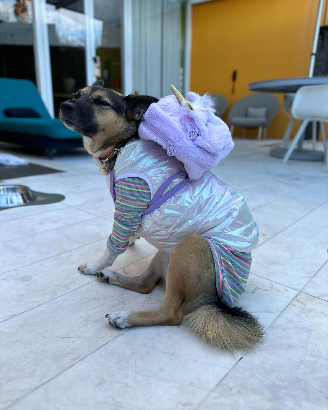 Bobのインスタグラム：「Quem adivinhou o que tinha na minha mochila?  Nada melhor que estrear meu novo look Cropped Capricórnio aqui no @uniquegarden  Gostaram? . #lookdodia #lookinspiração #monday #mondaymotivation #mondaymood #style #moda #model #modellife #modeloftheday #fashion #fashionblogger #hotel #hotelpetfriendlysp #petfriendly #uniquegarden #luxuryhotel」