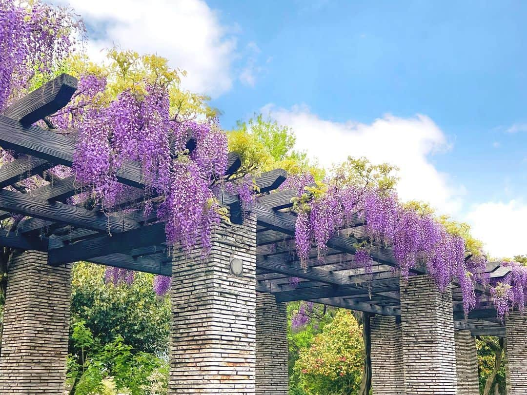 みゆこさんのインスタグラム写真 - (みゆこInstagram)「藤の花が咲いてたー🌸🥰 こんなに綺麗に咲いているのを間近で見られたのはじめて✨  春は美しく、元気に咲くお花にもパワーを貰ってる🧸❣️  #立川市#昭和記念公園#藤の花#藤#青空#春の空#綺麗なお花#お花#お花が好き#💜💜💜」4月17日 20時20分 - miyuco.t