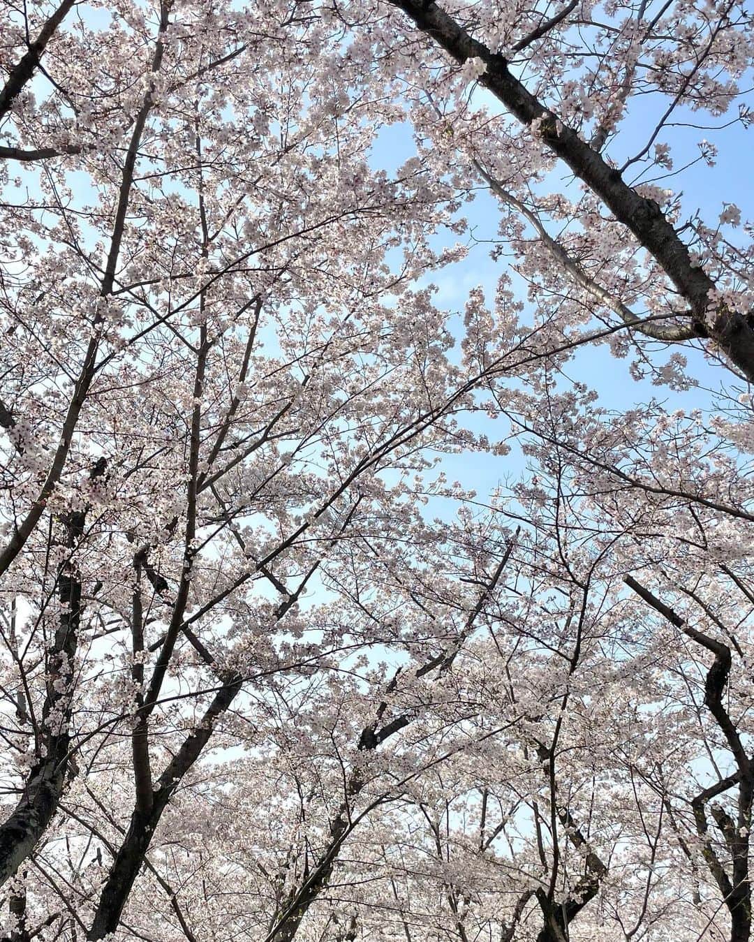 MIHOさんのインスタグラム写真 - (MIHOInstagram)「🌸  今年の春ラウンド🌸は たくさんお花見ゴルフ⛳️できた🩷  この日は桜が満開🩷 そして桜が見えるホールが たくさんでテンションあがったー🩷  今年は散るの早かったね😭  この日の👚は @aile_golf のお上品コーデ  ベージュイエロー💛の 珍しい配色でおしゃれ💛  トップスが上の方できゅってなっててスタイル効果大💛 プリーツスカートも同じ色で 可愛かったー💛」4月17日 20時27分 - golf___miho