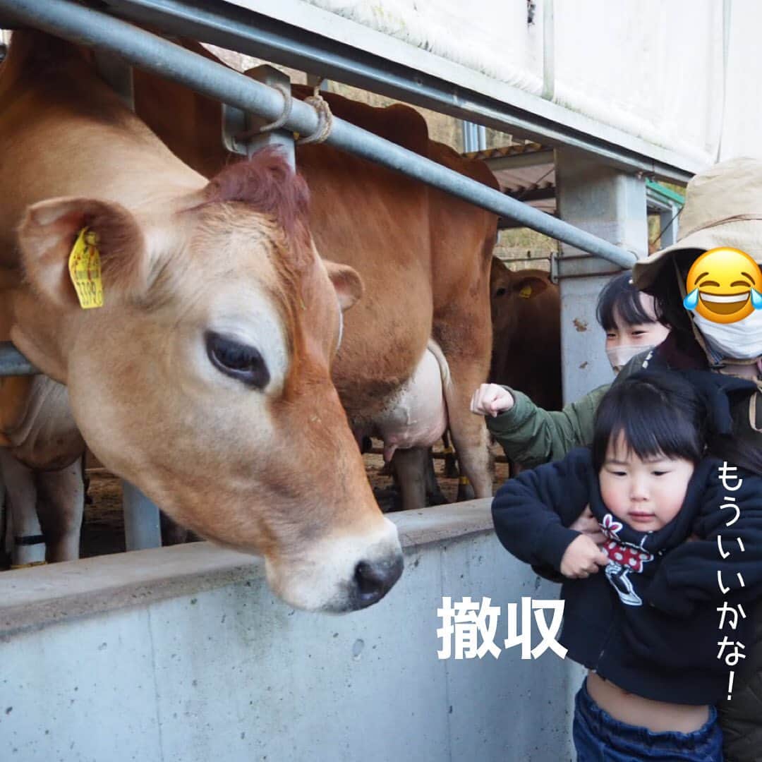makikoさんのインスタグラム写真 - (makikoInstagram)「❤︎ モクモクファームに宿泊した人だけ体験できる、朝のひと仕事🐄🥛 朝6:30集合…🥱ねむねむ…。  牧場には乳搾り待ちのジャージー牛たちが😳 かなり大きいから、ことちゃんはめちゃくちゃビビってた😂  エサやり体験と乳搾り体験もできて朝から大満足💕  この日はもみがら広場で、裸足になってたくさん遊んだ🎶 スコップ渡されたら子どもは永遠に掘り続けるよね😂笑  二日間めいっぱい遊んだ〜😎✌🏻✨  #モクモクファーム #ジャージー牛 #乳搾り体験 #伊賀旅行」4月17日 20時30分 - batako93