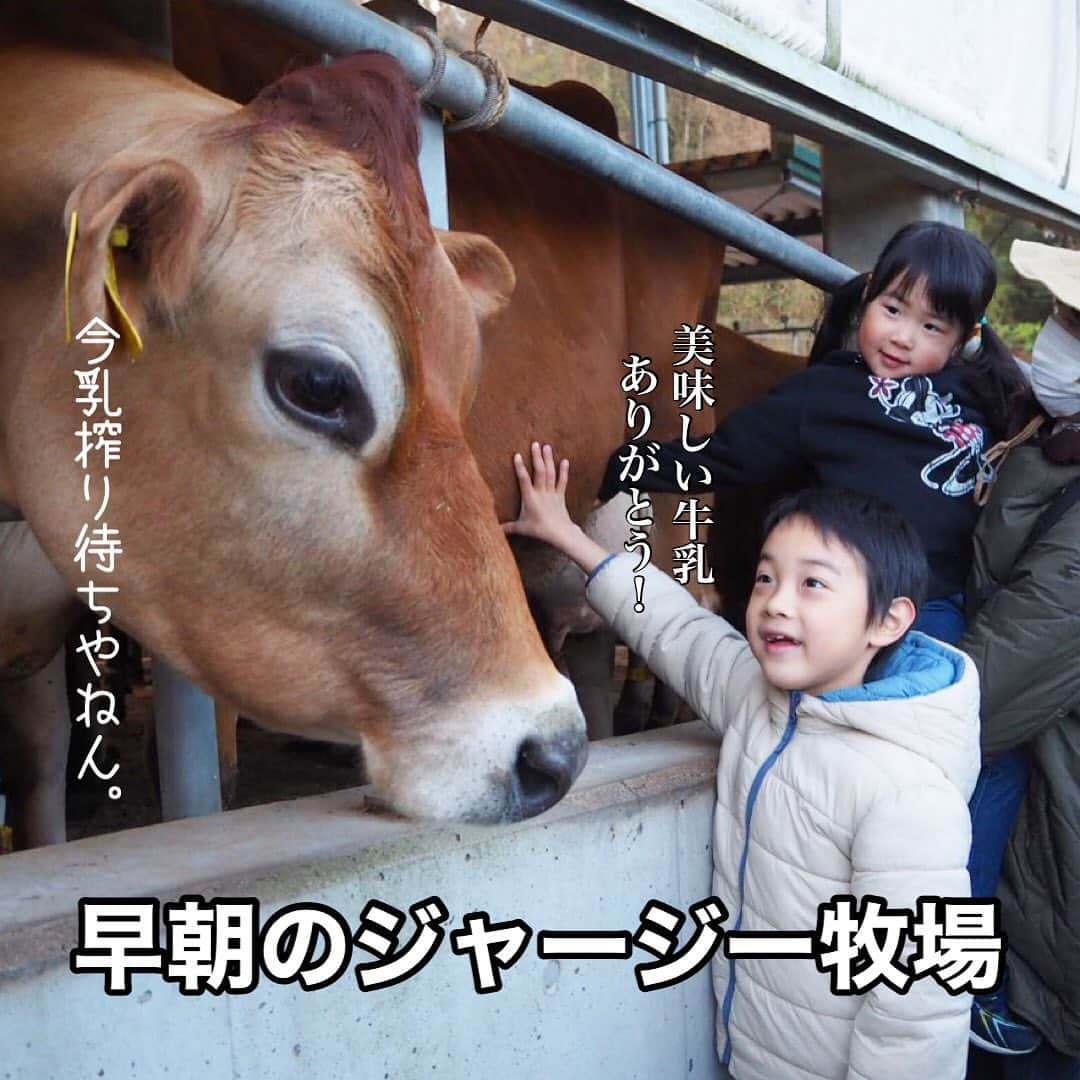 makikoのインスタグラム：「❤︎ モクモクファームに宿泊した人だけ体験できる、朝のひと仕事🐄🥛 朝6:30集合…🥱ねむねむ…。  牧場には乳搾り待ちのジャージー牛たちが😳 かなり大きいから、ことちゃんはめちゃくちゃビビってた😂  エサやり体験と乳搾り体験もできて朝から大満足💕  この日はもみがら広場で、裸足になってたくさん遊んだ🎶 スコップ渡されたら子どもは永遠に掘り続けるよね😂笑  二日間めいっぱい遊んだ〜😎✌🏻✨  #モクモクファーム #ジャージー牛 #乳搾り体験 #伊賀旅行」