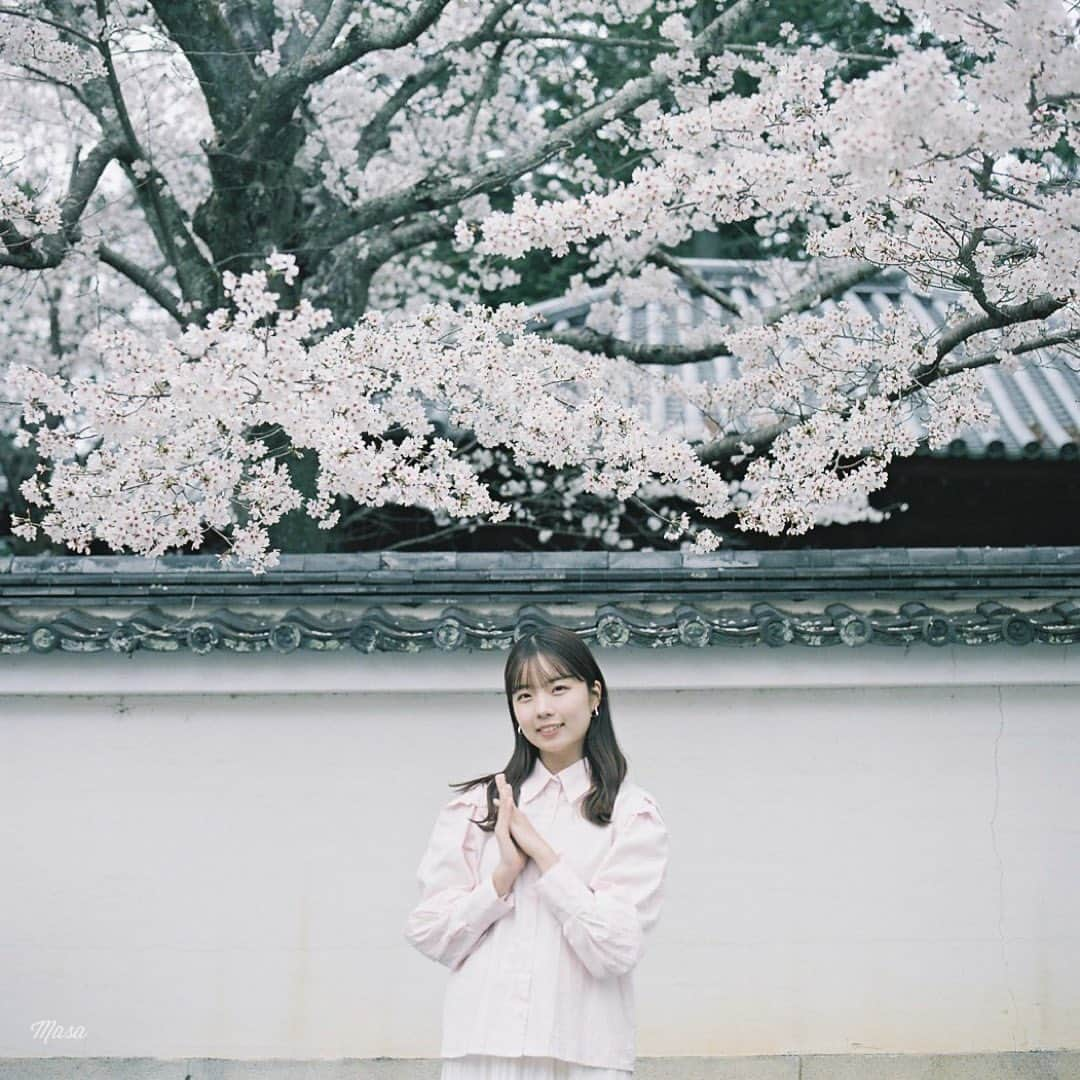 Masaさんのインスタグラム写真 - (MasaInstagram)「.  ▶︎▶︎▶︎ Swipe  All：HASSELBLAD Carl Zeiss CF Planar 80mm F2.8 T* #pro400h  和🌸  撮影日 : 2023年3月25日  #まっセル #エビプリ #hasselblad #ハッセルブラッド #中判フィルム #film #filmcamera #filmphotography #analogphotography #analogphoto #フィルム #フィルムカメラ #フィルム写真 #igersjp #portrait #ポートレート  #桜 #ソメイヨシノ #南禅寺」4月18日 19時30分 - masa_nikonist