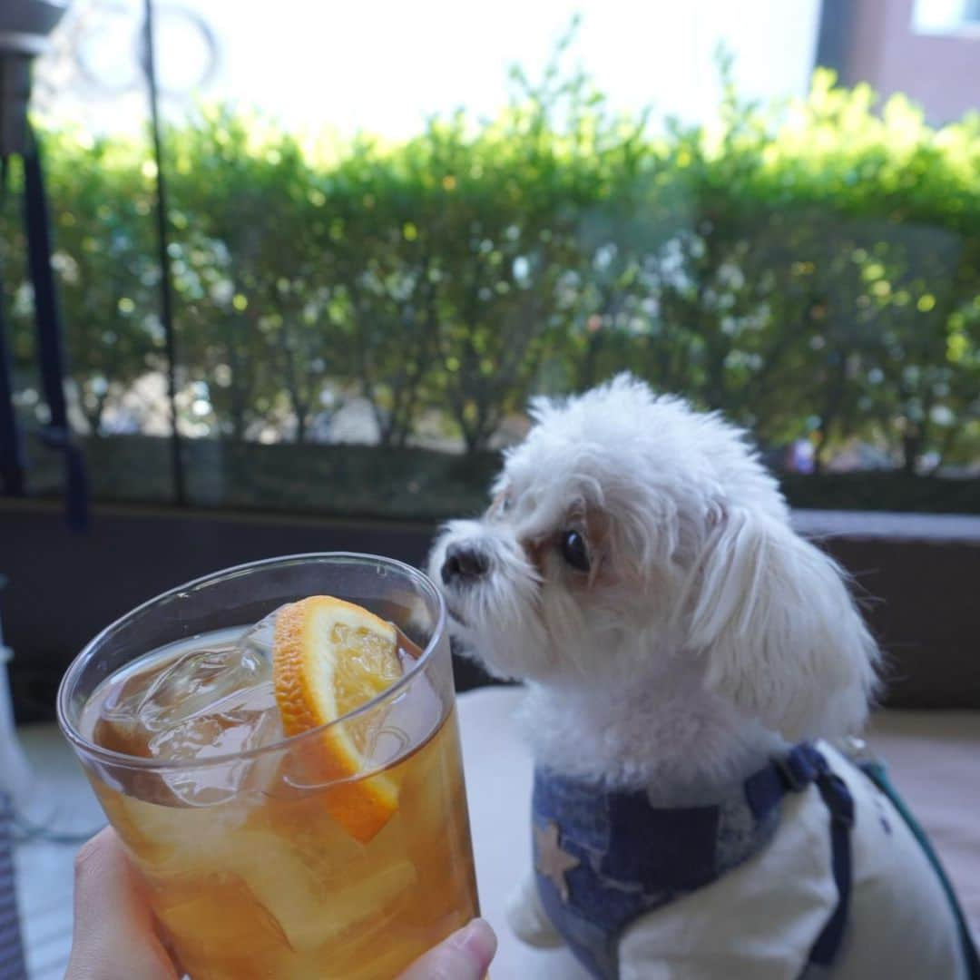 あろえグルメさんのインスタグラム写真 - (あろえグルメInstagram)「🌱ロイヤルガーデンカフェ 📍渋谷から徒歩10分 🐶わんちゃんテラス席ok  わんちゃんテラス席🆗の渋谷パルコらへんにあるお店！！ 店内も広そうだったし、テラス席もたくさんあって、わんちゃん連れの人もたくさん利用していた🏏🏏 雰囲気おしゃれで、テラス席なのにソファ席でゆったりできて最高だった🤍 10分くらいであるいたらもう代々木公園だし、散歩しながらまた行きたいです‼︎🌻  #東京グルメ#東京ディナー#東京観光#東京カフェ#instagood#fff#lfl#インスタ映え #東京カフェ巡り#グルメスタグラム#食べログ #グルメ好きな人と繋がりたい#フォロー返し#東京カフェランチ#渋谷グルメ#渋谷ディナー#渋谷カフェ#渋谷レストラン#代々木公園#代々木公園カフェ#代々木上原カフェ#渋谷ランチ#代々木公園ランチ#犬ok#犬okカフェ#ペット可#ペット可カフェ#わんちゃんok#おしゃれカフェ東京#おしゃれレストラン」4月17日 20時36分 - oishiisukisuki