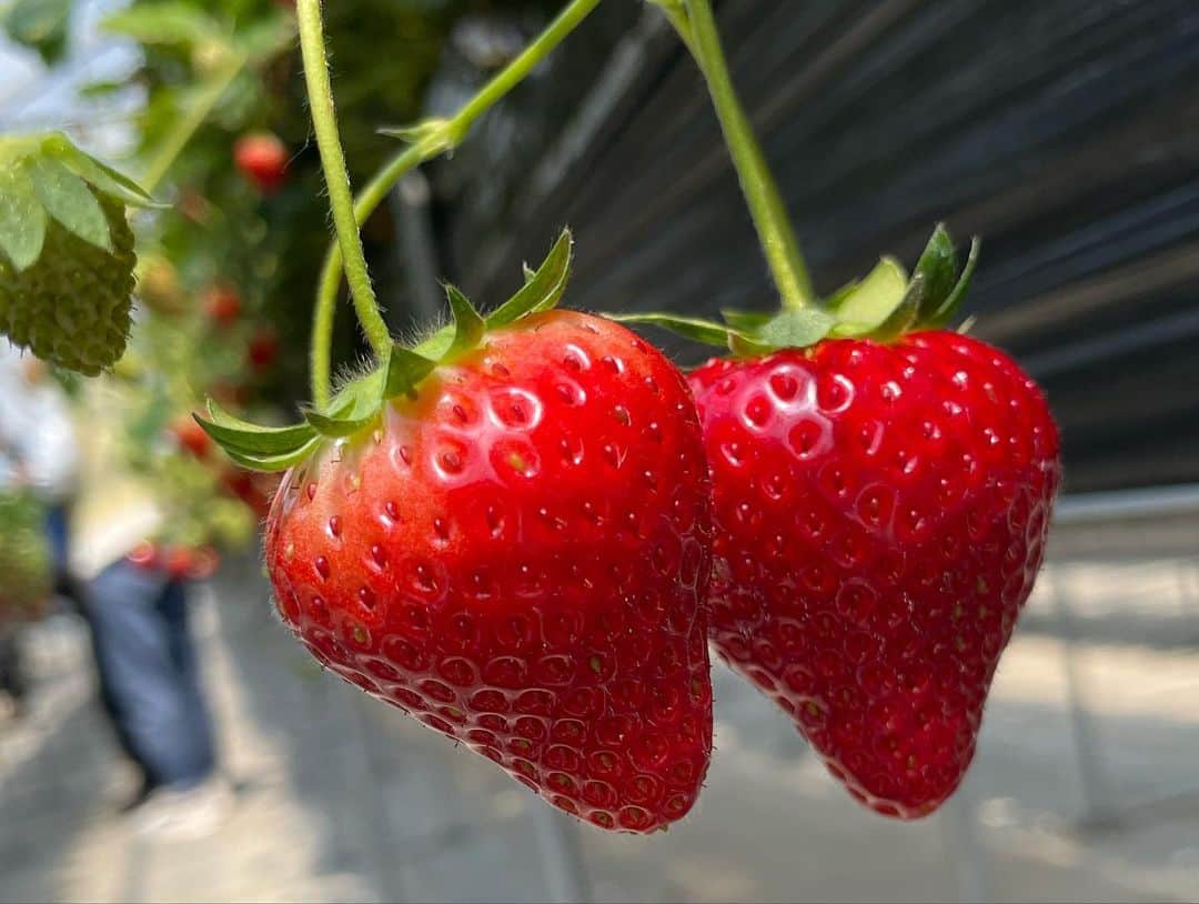 のインスタグラム：「. ナイスOFF🩵🍓 . . #OFF #半澤いちご農園 #利府イオン」