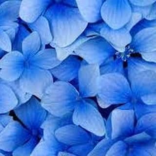 のインスタグラム：「Blue Inspiration」
