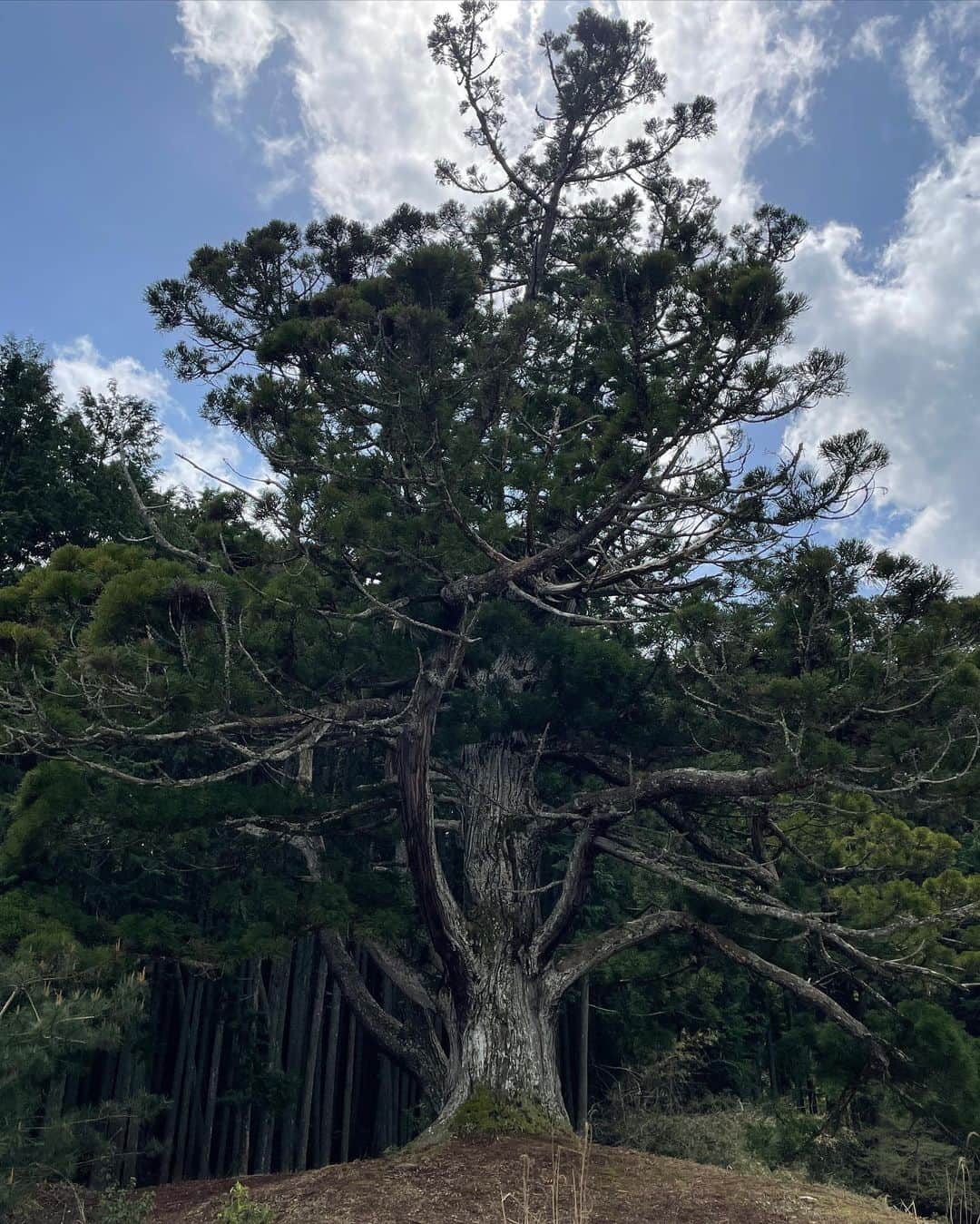 みこさんのインスタグラム写真 - (みこInstagram)「TRIP TO KYOTO DAY2🍃🏯 今回の旅の目的は、滋賀にある岩尾池の一本杉を見ること。  とある夜 ☽ 恋人にこの杉がみたい、と画像を見せられその写真の迫力に圧倒されました。  実物はとても美しくて、1000年前から生き続けていることを体現するかのように、しんとした時間をまとってた。  カエルが喉を鳴らす音がパーカッションのように響いて、そこに小鳥たちが嬉しそうに歌っていて、、水面は数秒ごとにいろんな表情で波打つ。  無限にここで深呼吸していられそうでした。 自然のおかげでリフレッシュ🌬🍃  コーデはジーンズ＋ジーンズで動きやすく、汚れても洗濯できるもので！👖  ヘアは短く編んだ三つ編みを横から引っ張って極太に。(私は毛量が少ないからそんなに太くならないんだけど😂)  おっきなシュシュを上の方に止めて毛先は巻きました。  ちょっと普通の三つ編みより個性的でかわよくないですか？🤍💎  帰りはまた京都に戻っておいしい蛤ラーメンをたべました。本当に美味しかったからおすすめです🥹  ☑︎FOOD ー 貝だし麺 きた田 私は蛤ラーメンの黒(醤油)と、貝のしぐれにご飯小をオーダー！  今年に入って個人的に大注目してる蛤。 グルタミン酸の旨味って、何にも変え難い美味しさです…😭🤍  #coordinate #国内旅行 #春コーデ #ジーンズコーデ」4月17日 21時12分 - mico_sis
