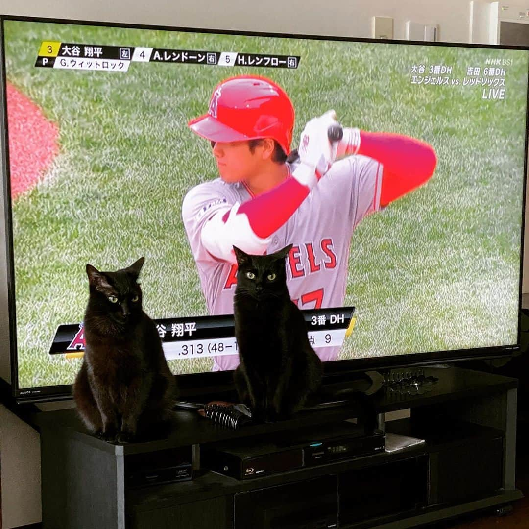 藤原理恵のインスタグラム：「MLB⚾️観戦中、うちの黒猫くんたちの守備はここ。」