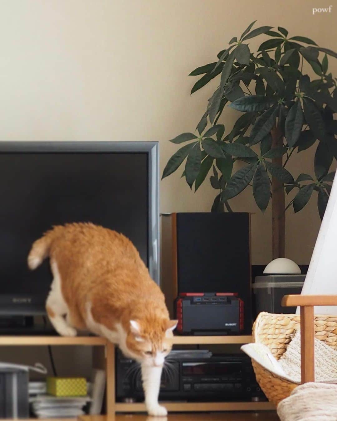 anemone_69のインスタグラム：「🐈 . 実は、我が家にあるグリーン🪴は すべてフェイクです。 . なぜなら 猫たちが誤食しないようにーーー (猫にとって危険な植物はたくさんあります) . . 最近のフェイクグリーンは よくできてますね。 . しかも光触媒で 空気をクリーンにしてくれるとか。 . . #ハカセとキョウジュ #茶トラ白 #茶白 #cat #猫 #保護猫 . . .」