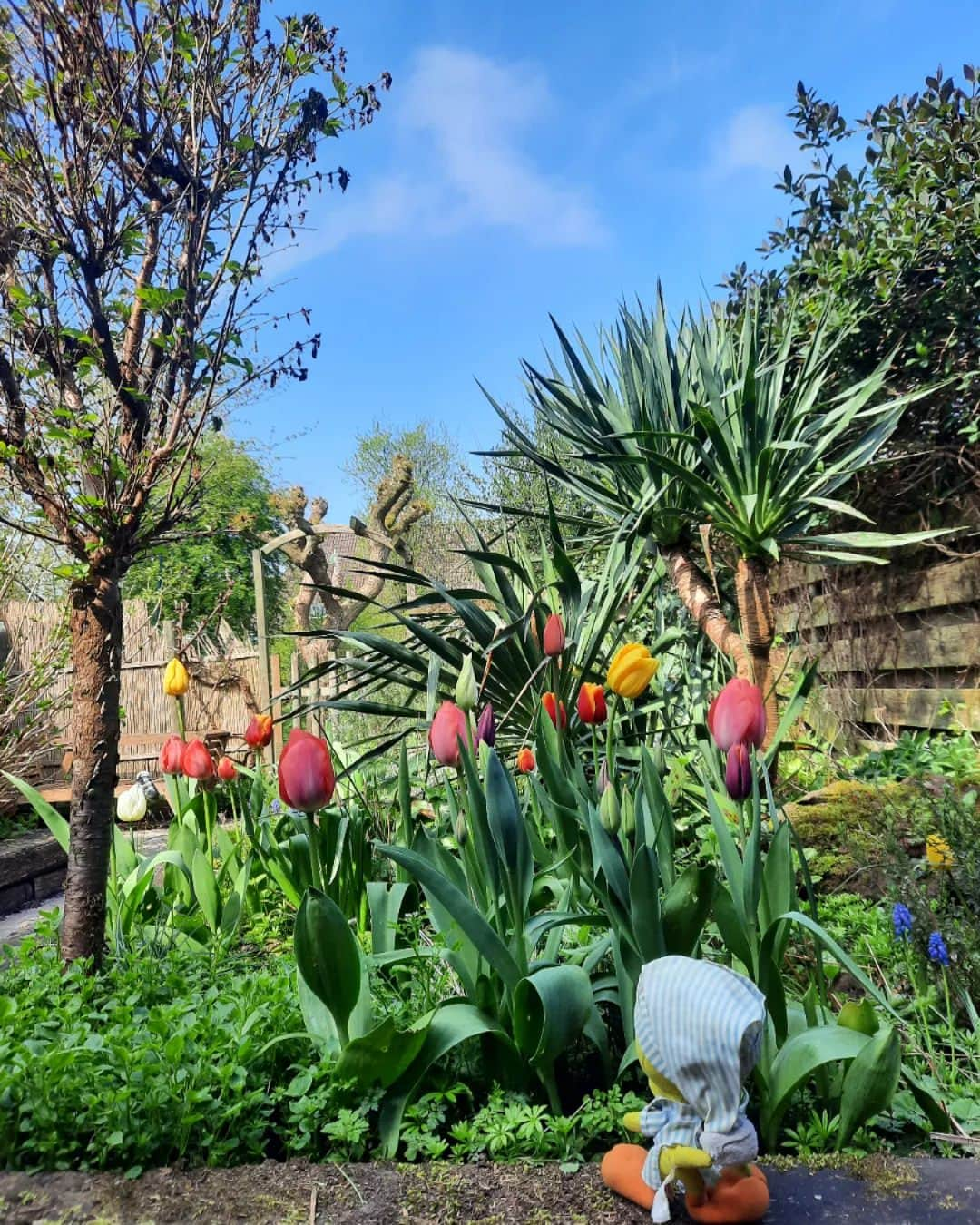 Little Yellow Birdさんのインスタグラム写真 - (Little Yellow BirdInstagram)「Instead of trying to find the meaning of life this week, I'd rather look for spring! I know it looks the part, tulips, and sun and all, but it's still so freakin' cold! I haven't even been able to bbq yet!! The horror!! #littleyellowbird #tweety #tweetykweelapis #adventures #yellow #bird #monday #mondaymood #mondayblues #mondayssuck #searching #nomeaningoflife #spring #lente #itsstillsocold #tulips #garden #stuffedanimalsofinstagram #plushiesofinstagram」4月17日 21時36分 - tweetykweelapis