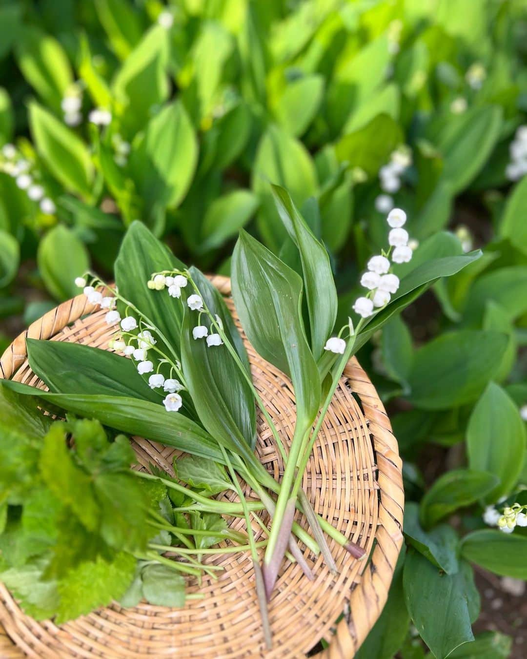 AYUMIさんのインスタグラム写真 - (AYUMIInstagram)「朝、三つ葉を摘みにお庭にでると スズランの花が咲きはじめていました お部屋でも楽しませてもらうね🍀  地元、北海道を想い出すお花 ご先祖さまにも供えよう💫  スズランの香り、大好き♪  #スズラン #いい香り #小さな庭」4月18日 8時33分 - ayumiayunco