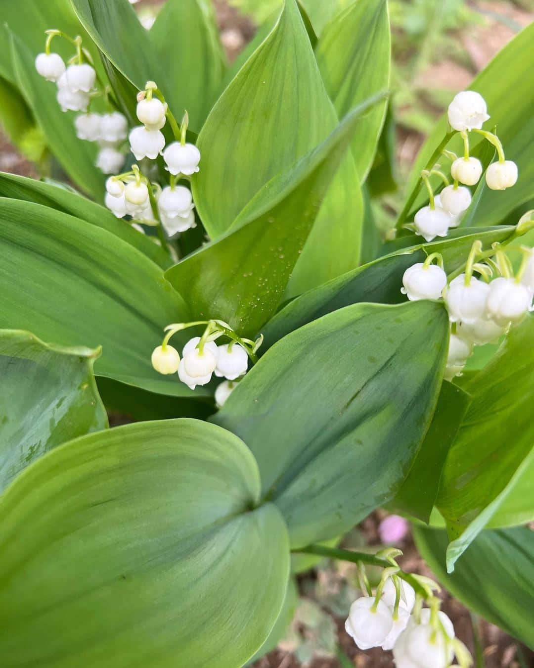 AYUMIさんのインスタグラム写真 - (AYUMIInstagram)「朝、三つ葉を摘みにお庭にでると スズランの花が咲きはじめていました お部屋でも楽しませてもらうね🍀  地元、北海道を想い出すお花 ご先祖さまにも供えよう💫  スズランの香り、大好き♪  #スズラン #いい香り #小さな庭」4月18日 8時33分 - ayumiayunco
