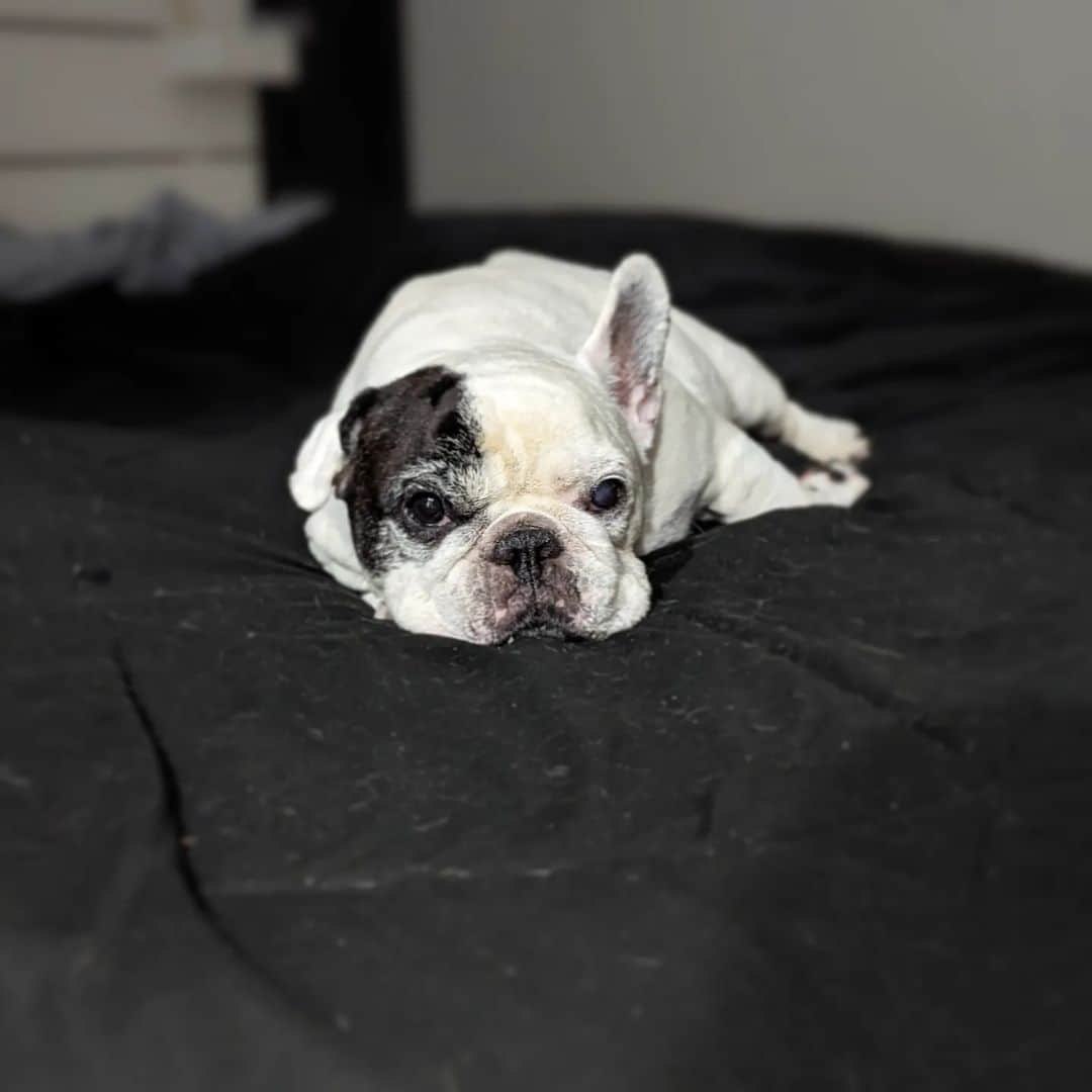 Manny The Frenchieのインスタグラム：「Lazy but cute」