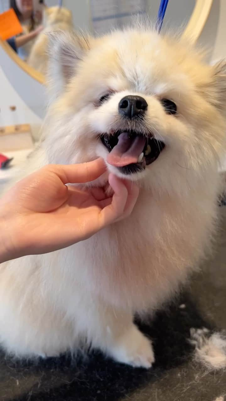 Dogs by Ginaのインスタグラム：「Luna the Pomeranian left here looking soft as a cloud. Thanks for the affection, little Luna!」