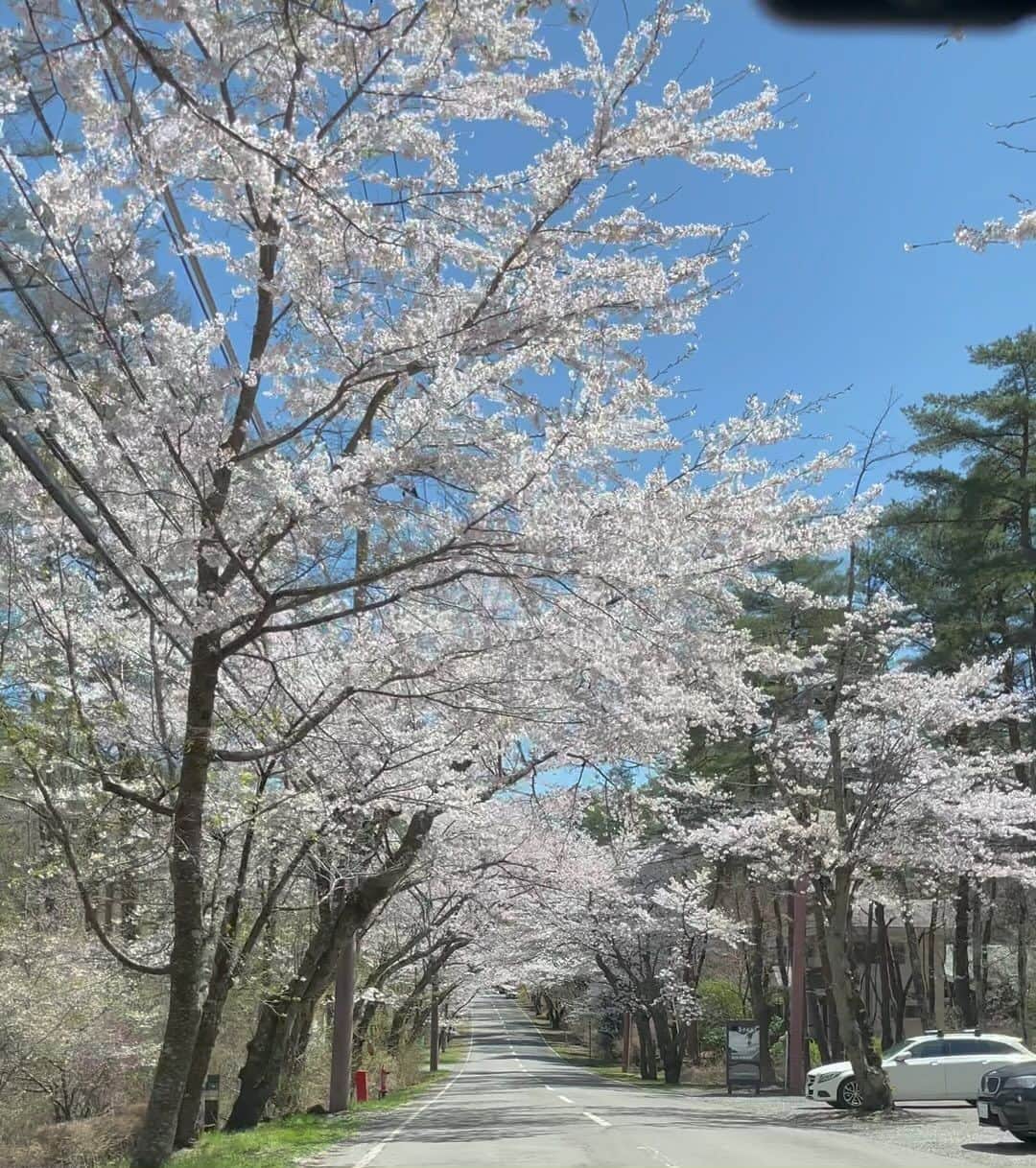 藤沢久美のインスタグラム：「週末の富士山1合目あたりは、桜が満開でした。」