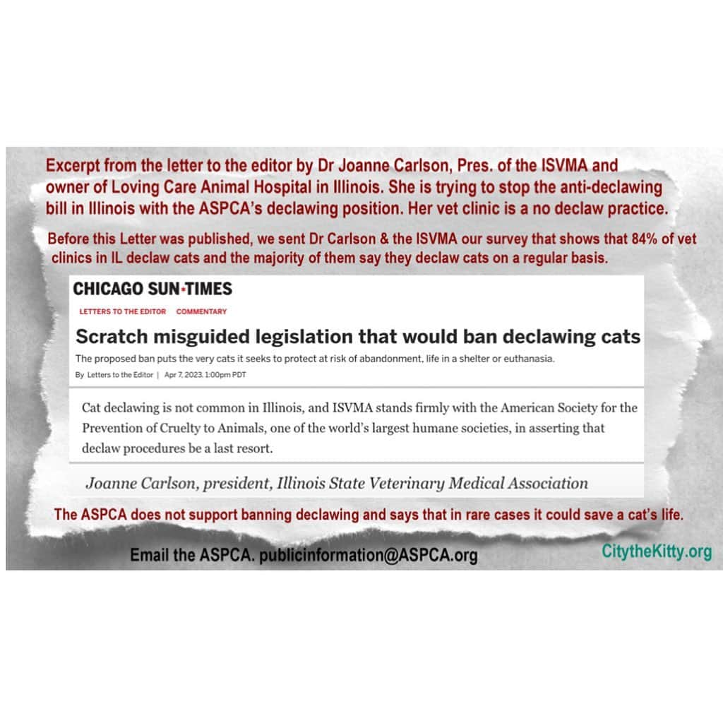 City the Kittyさんのインスタグラム写真 - (City the KittyInstagram)「The Illinois anti-declawing bill is on life support because of the @illinois_vma and their President Dr Joanne Carlson of @lovingcareanimalhospital campaign of lies and misinformation.  One of the most egregious lies Dr. Carlson is telling the media and the public is that cats who are declawed do not experience any long-term difficulties. 😾😾😾😾😾 you can go to our link here on our Instagram bio and read all about this. Dr Carlson is also using the @aspca ‘s declawing position to help stop this bill.  yep, the Aspca is actually helping  declawing vets perform and profit from this barbaric animal cruelty.  The legislation in Wyoming, and in Arizona was successfully stopped by using the Aspca’s  declawing position. 😾😾😾😾😾😾😾😾 folks we need your help. Please reach out to the Aspca and ask them why they really don’t want declawing banned and why are they on the side of declawing vets and not innocent cats. 😾🤬 #wtf #chicagoillinois」4月18日 7時45分 - citythekitty