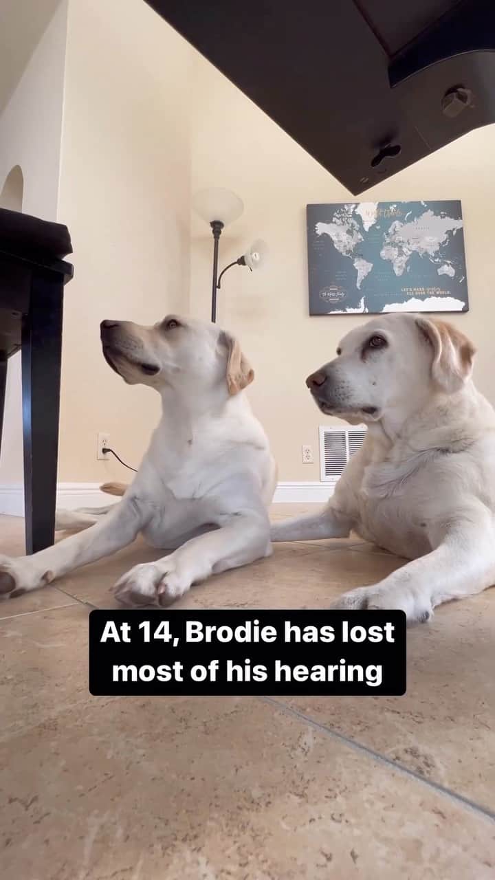 World of Labradors!のインスタグラム：「Meet Brodie and Oliver in a heartwarming tale from mom’s perspective. 🥰 - @brodifur」
