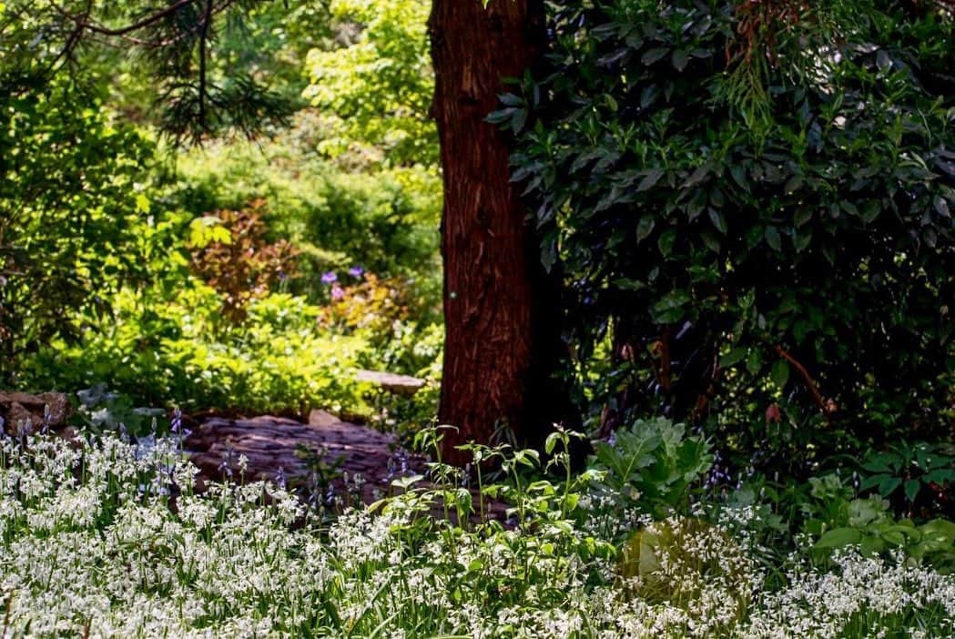 プンクマさんのインスタグラム写真 - (プンクマInstagram)「花に溢れる緑深き薔薇の森。 #ドリプレローズガーデン #薔薇の森」4月18日 7時57分 - pnkm913