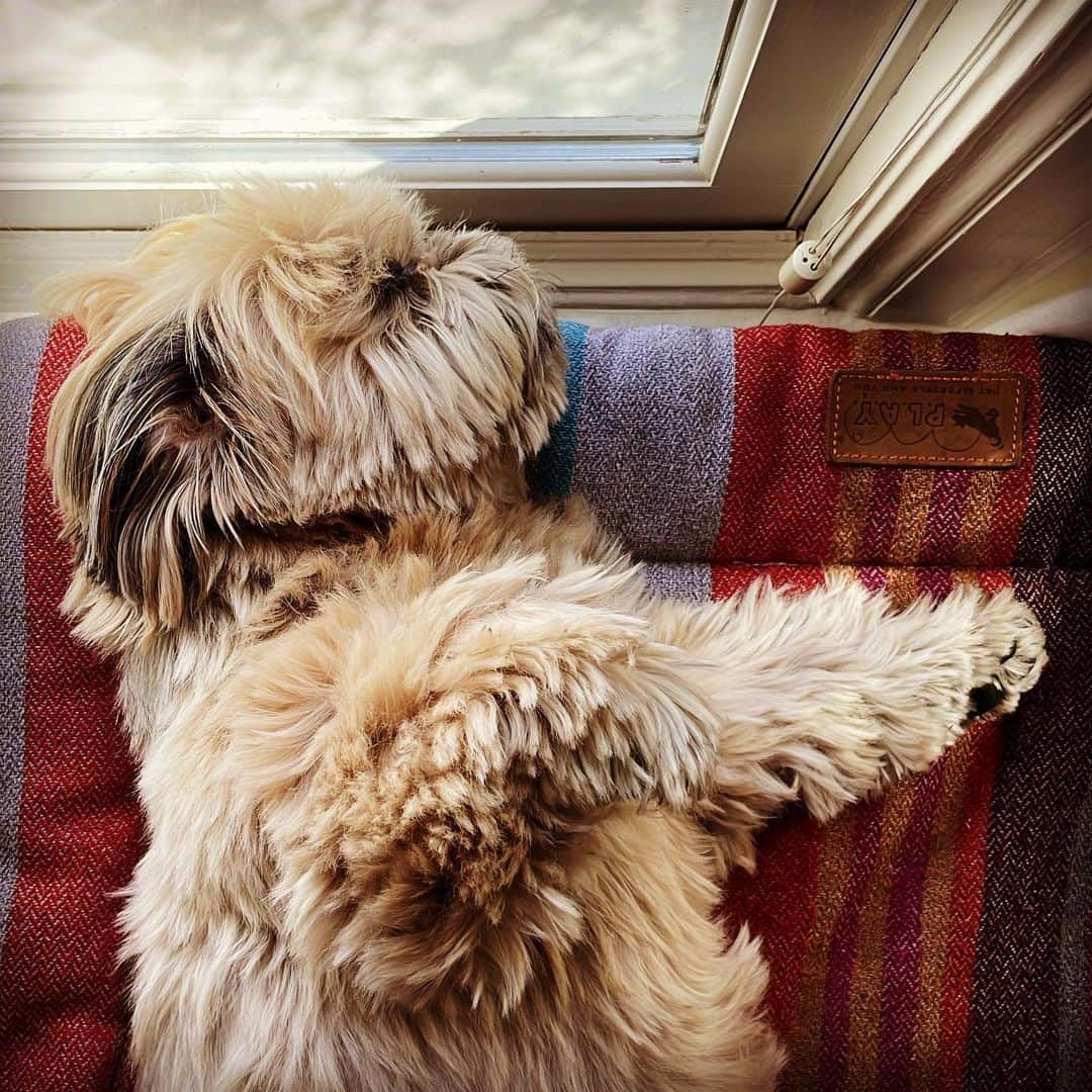 Dougie the Shih Tzuのインスタグラム：「Current situation.」