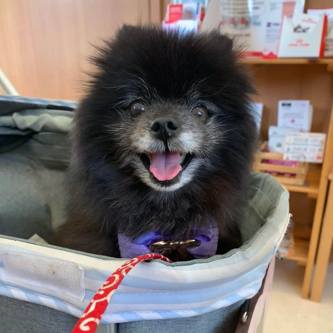 PECO いぬ部のインスタグラム：「勝手に選抜！#黒いわんこ大集合🐾 「待合室でニッコニコ😄」 来週のテーマは…　 . . . 「#舌ぺろワンコ」 来週からはこちらのテーマを募集します🐶🐱 #pecoいぬ部 のハッシュハグをつけてぜひ参加してみてね♪ . 今回素敵な投稿してくださったのは… marcomya38 さん . 他にも素敵なお写真がたくさんあるので、ぜひ遊びに行ってみてくださいね♪ . #pecoいぬ部 をつけて投稿すると… PECOのSNSで楽しくご紹介させていただきます:おいしい: #犬 #犬バカ部 #いぬら部 #いぬ部 #わんこ #いぬ #instadog #ilovemydog #ilovedog #dogstagram #dogsofinstagram #doglife #mydogiscutest #todayswanko #doglover #いぬすたぐらむ #犬のいる暮らし #もふもふ #まるこちゃん  #くろぽめ #クロポメ #ポメラニアン #blackpomeranian」