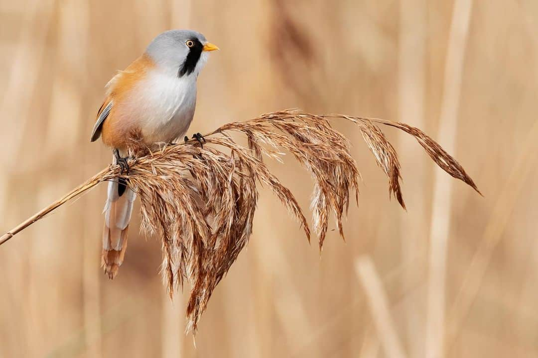 Fujifilm UKのインスタグラム：「"I have been to Radipole Lake a few times looking for bearded tits, with limited success. This time I was very lucky and after an hour or so of looking for the birds, I spotted them eating the seeds in the long grass next to the path. Usually, they are deep in the grass and it can be difficult to get a clean shot of them, so I was super excited when this male sat upright on a long piece of grass and had the perfect pose!" 🐦  📸: @carl.hall.nature  #FUJIFILMXT4 XF150-600mmF5.6-8 R LM OIS WR f/8, ISO 2,500, 1/1000 sec.」