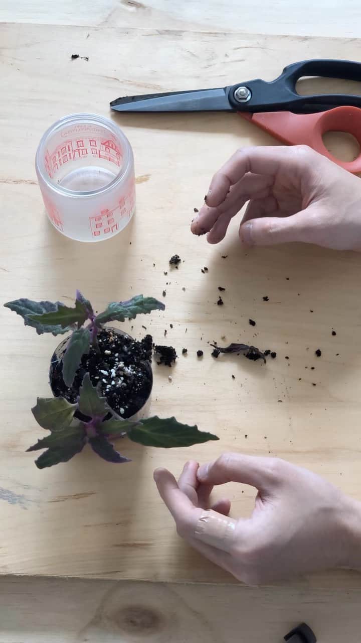 マップトートのインスタグラム：「🌱Ideas for reusing a candle jar!🌱Hop to our link in bio to read our latest blog post with some fun new ideas for reusing your candle jars.🫙 🌱Our team member Amanda enjoys taking care of and propagating plants in her Brooklyn home. Here’s a look into potting a propagated plant that outgrew its initial vessel. More on the blog!」